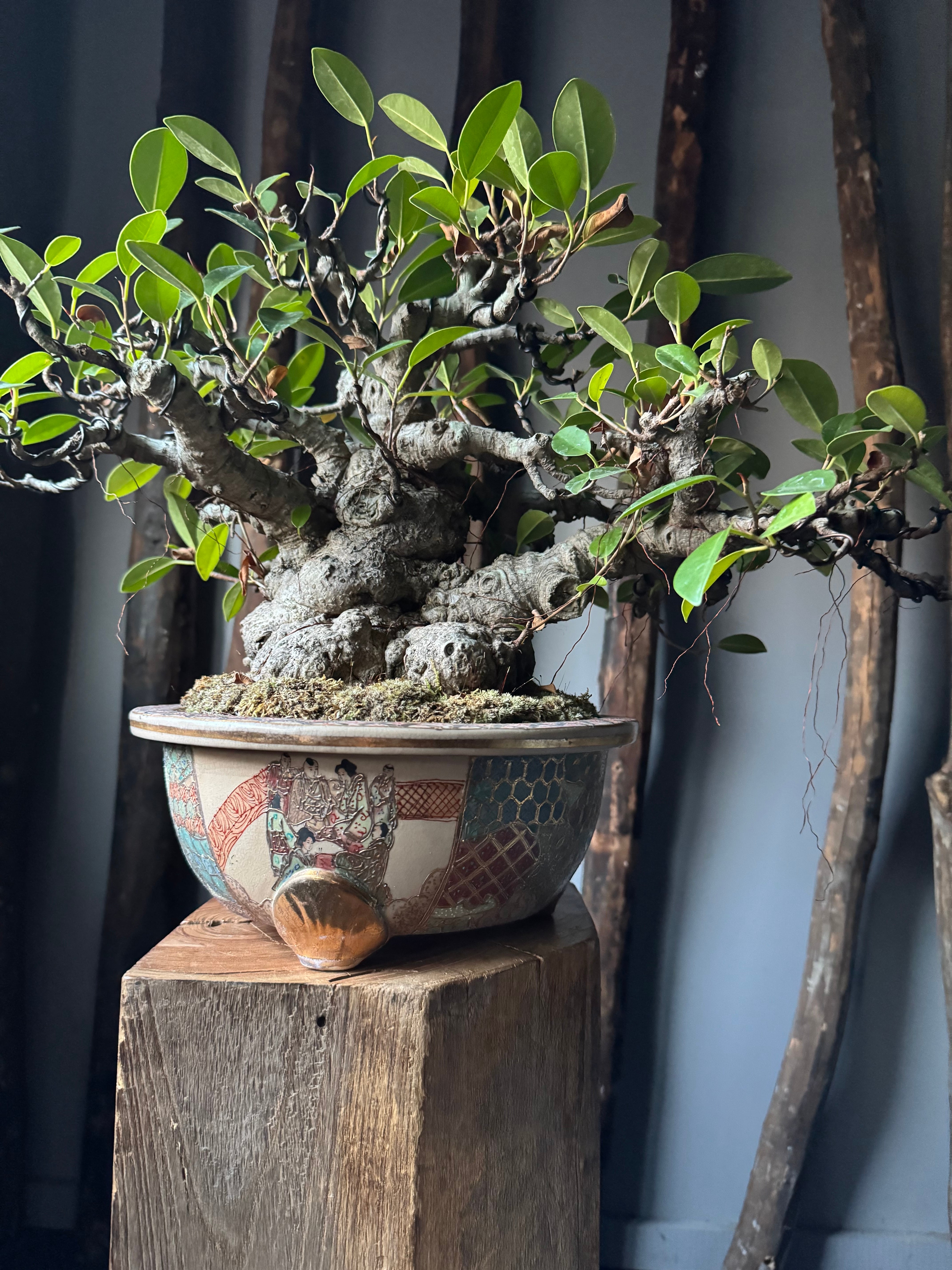 琉球盆栽】Ficus microcarpa【極上のイボガジュマル】 | 青坊主-aobouzu-