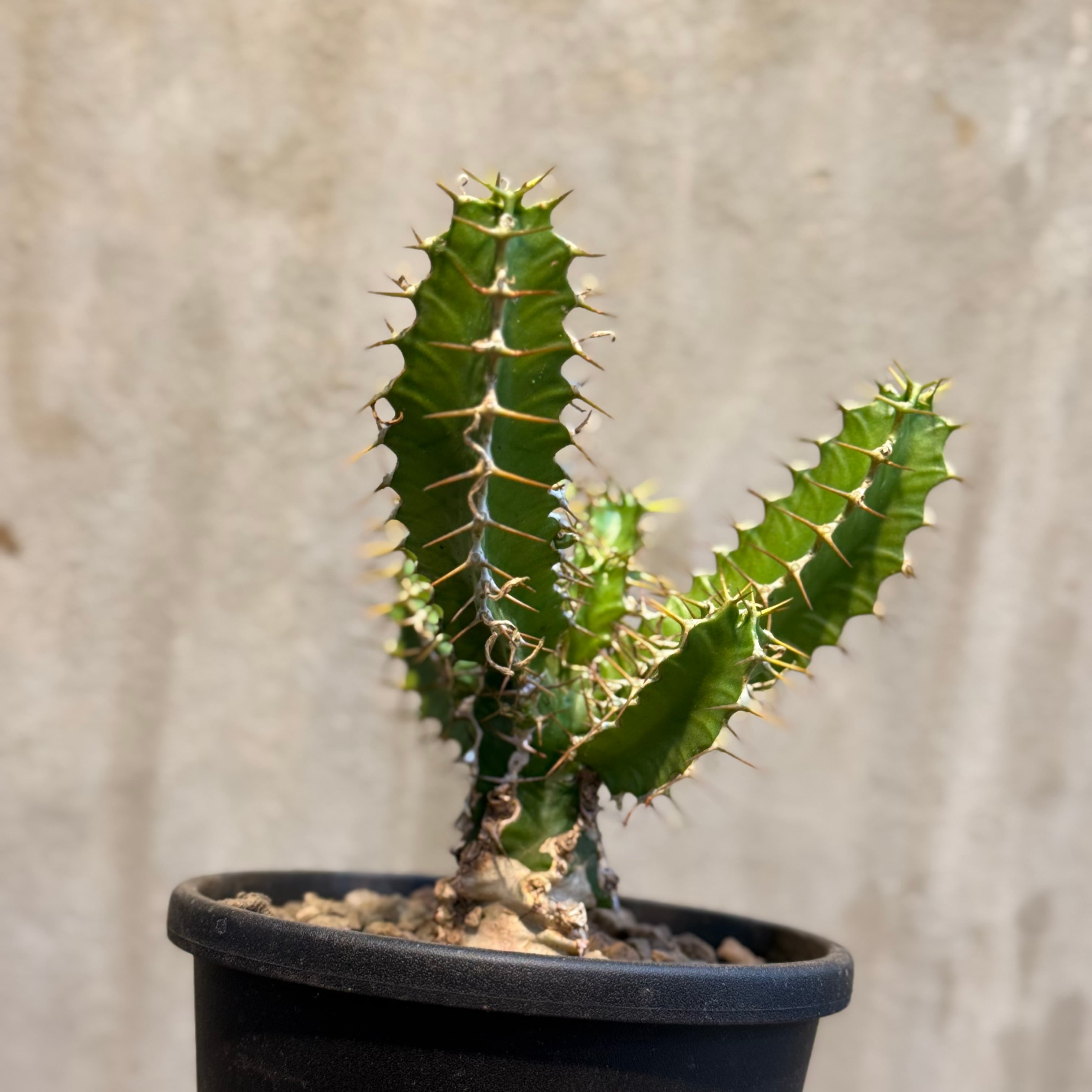 植物】ユーフォルビア ムランジーナ 良型 実生株< 3 > Euphorbia