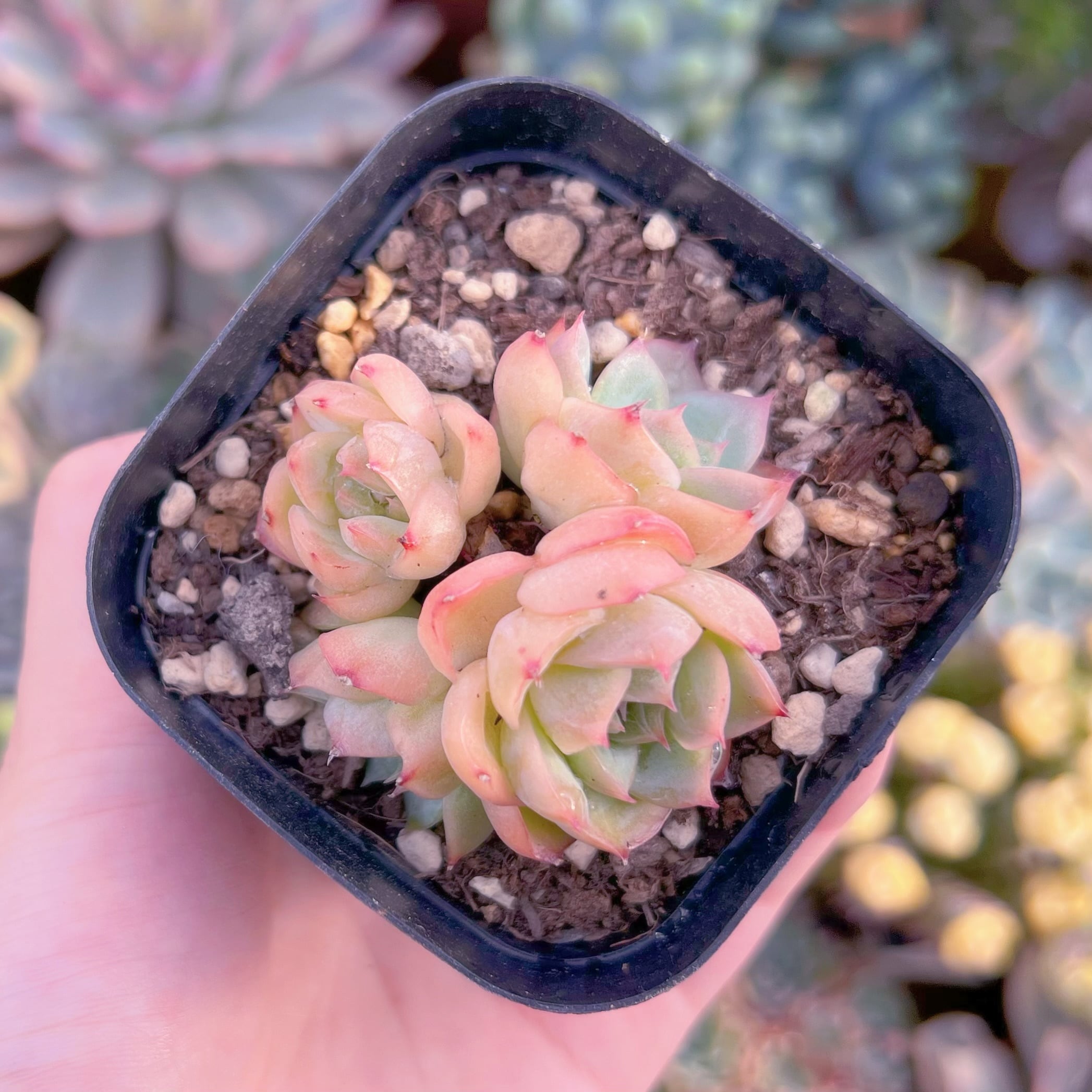 現品　クランベリー#F249   群生　古株   るる農園