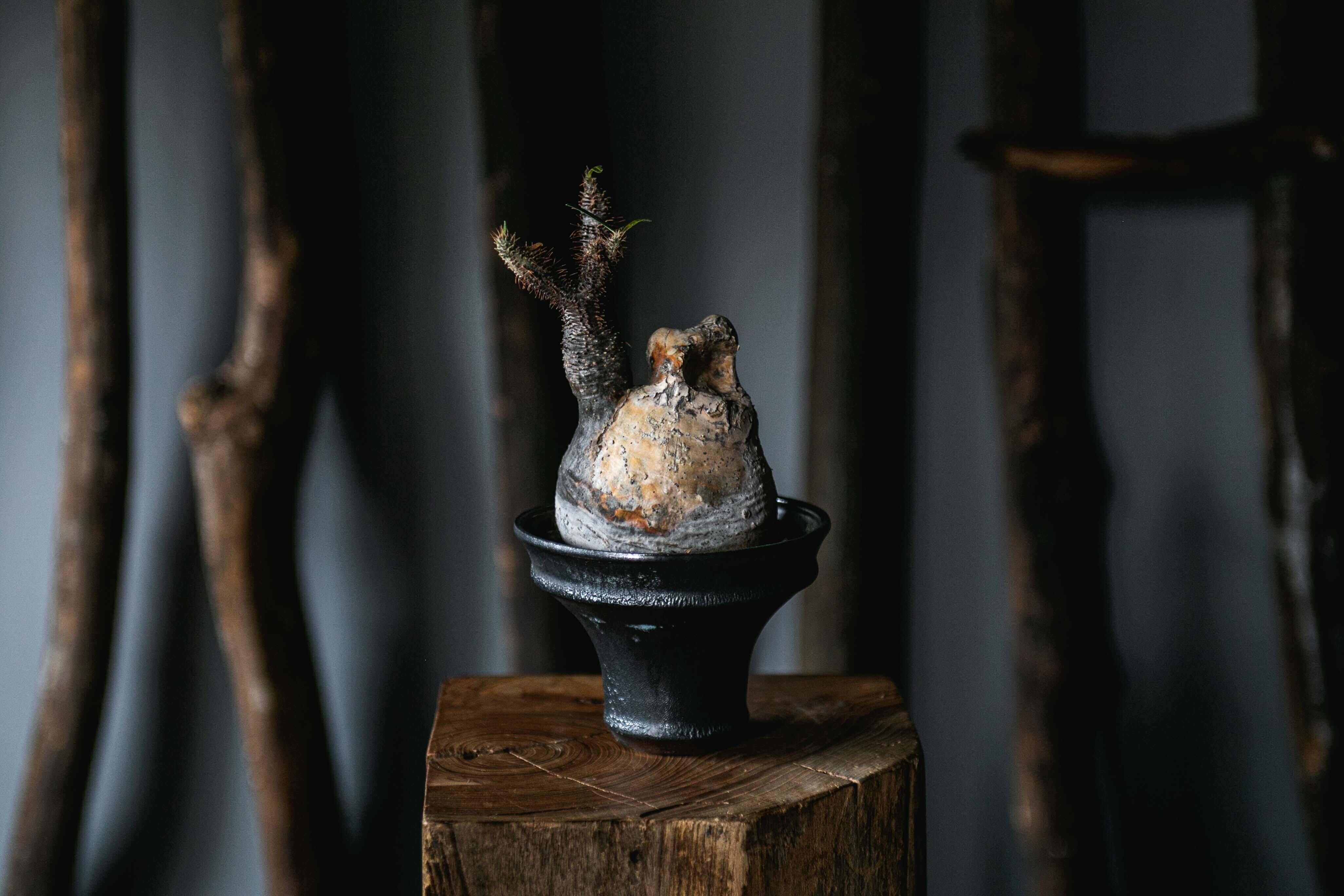 グラキリス＆aobouzu パキポディウム | 青坊主-aobouzu-