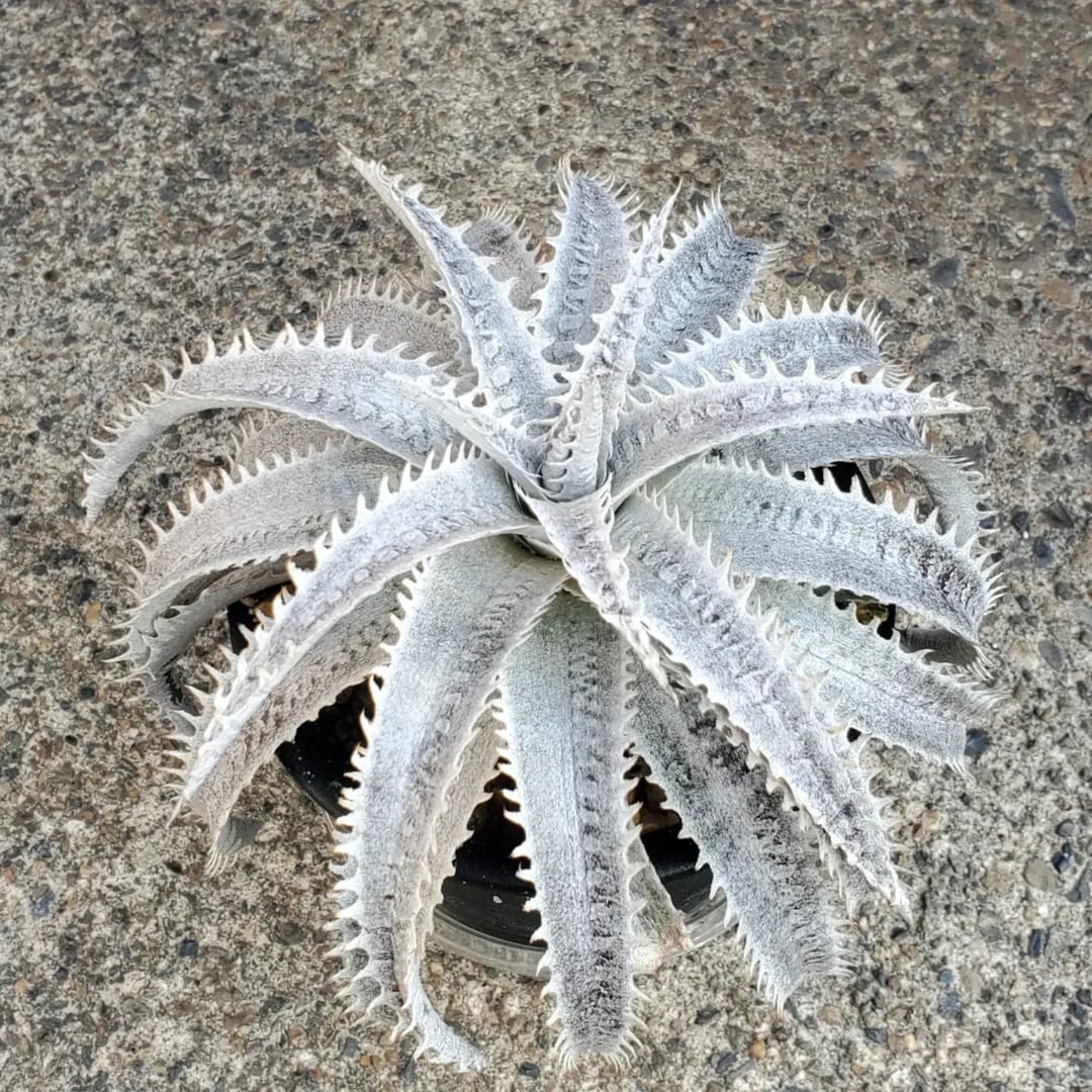 Dyckia（ディッキア） | レアプランツ通販サイトPlants Maniax