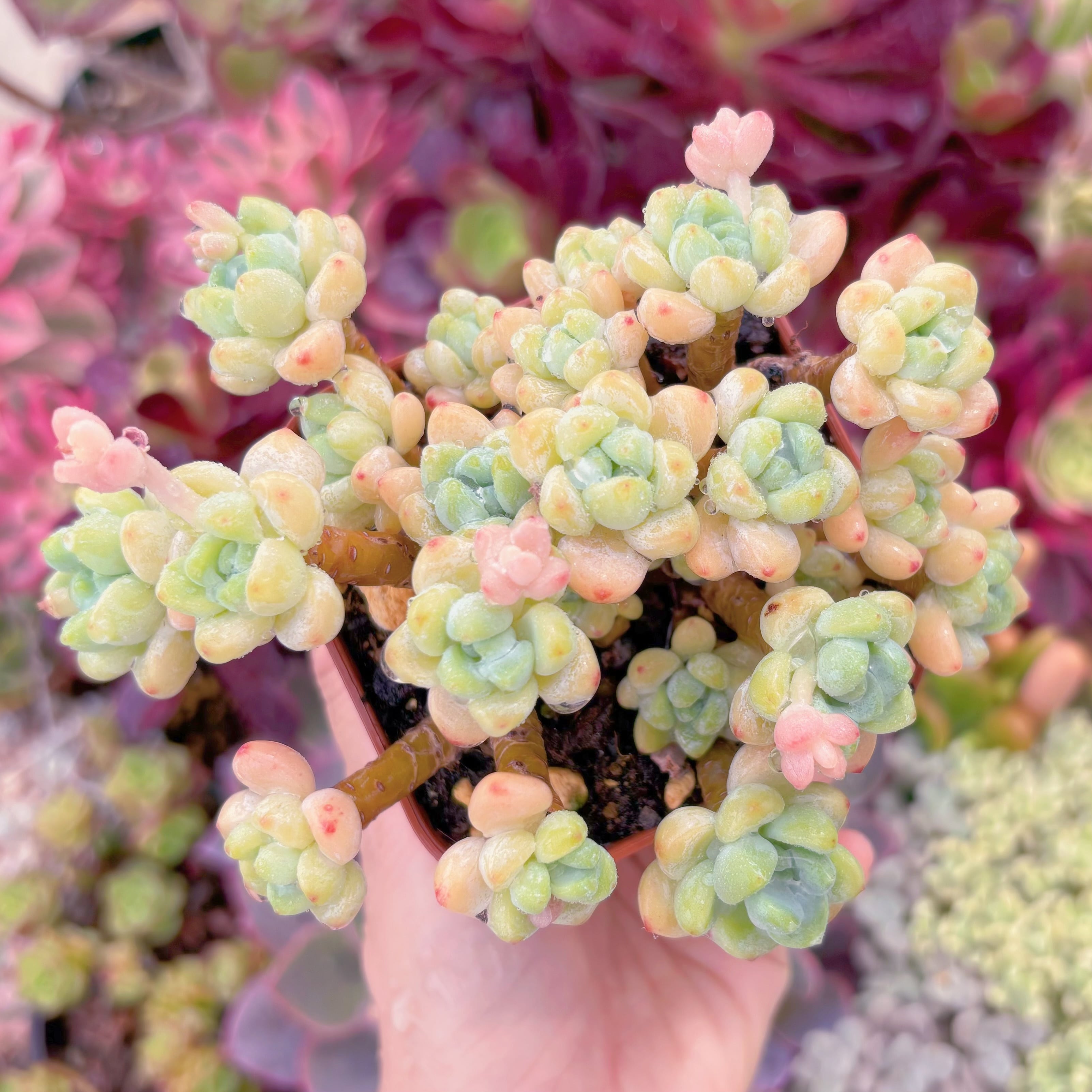 現品　ピンクラウル#F067　群生　るる農園