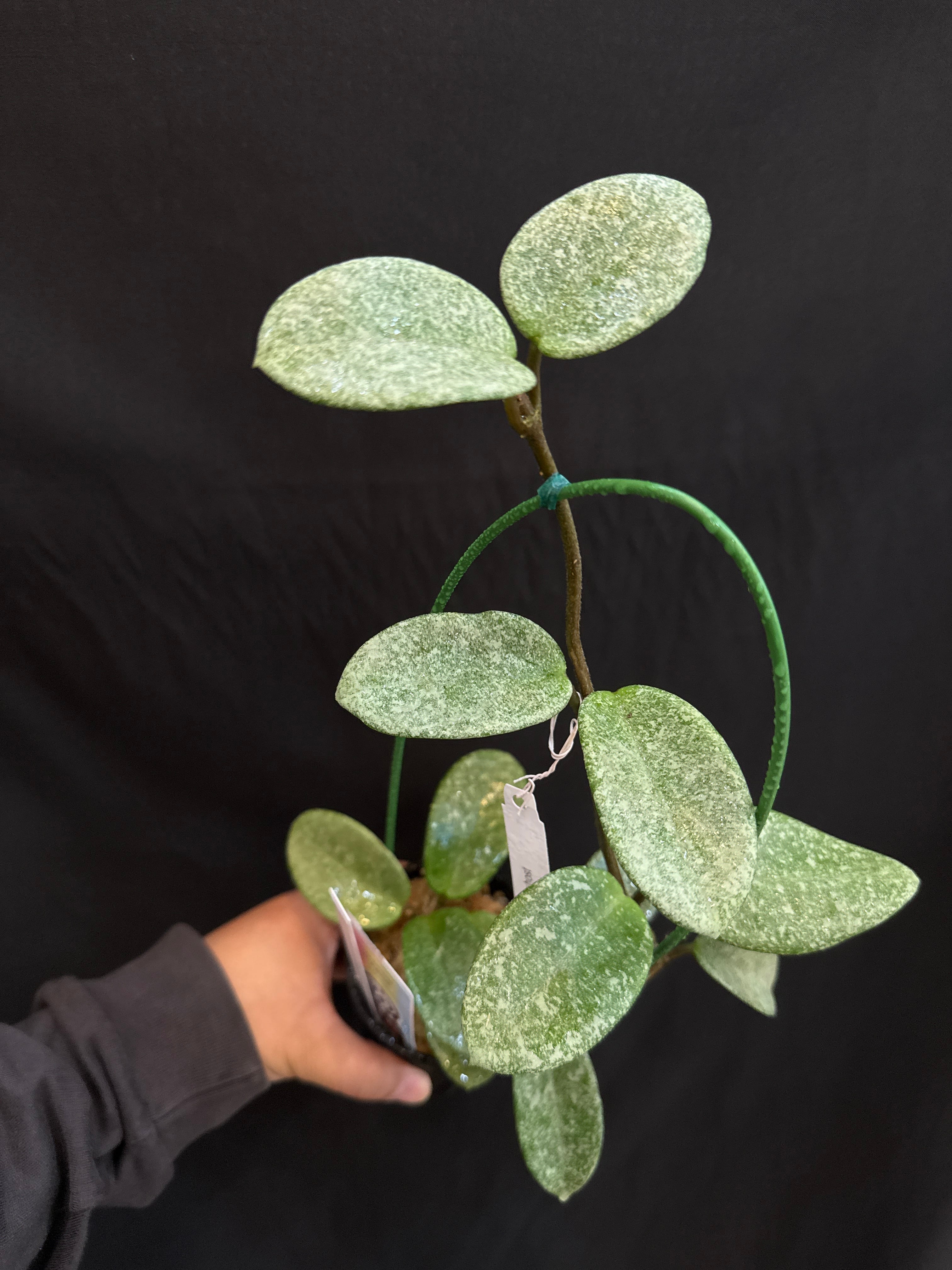 1526 ホヤ 'ノバゴースト'/ AH hoya | Gardenえん 【観葉熱帯植物】