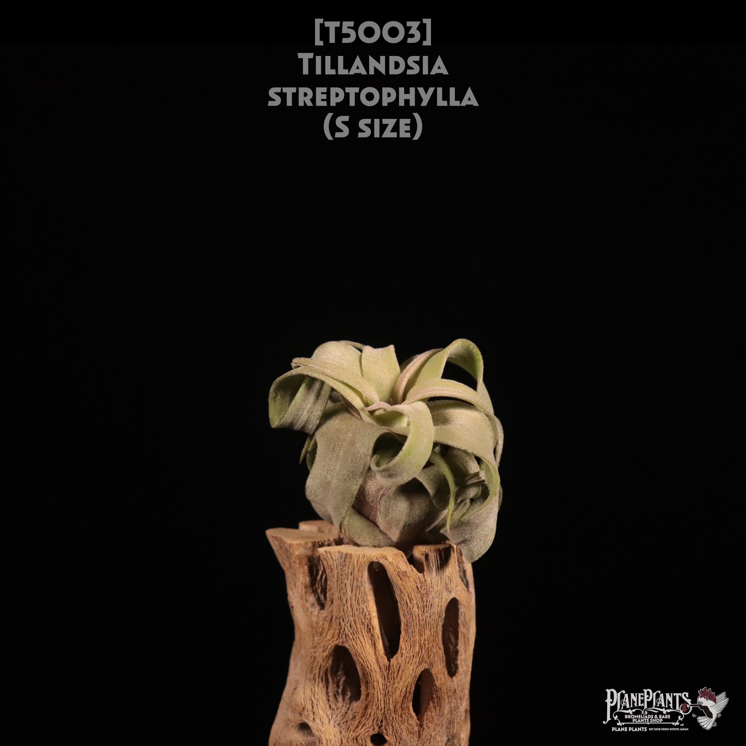 【送料無料】streptophylla S〔エアプランツ〕現品発送T5003