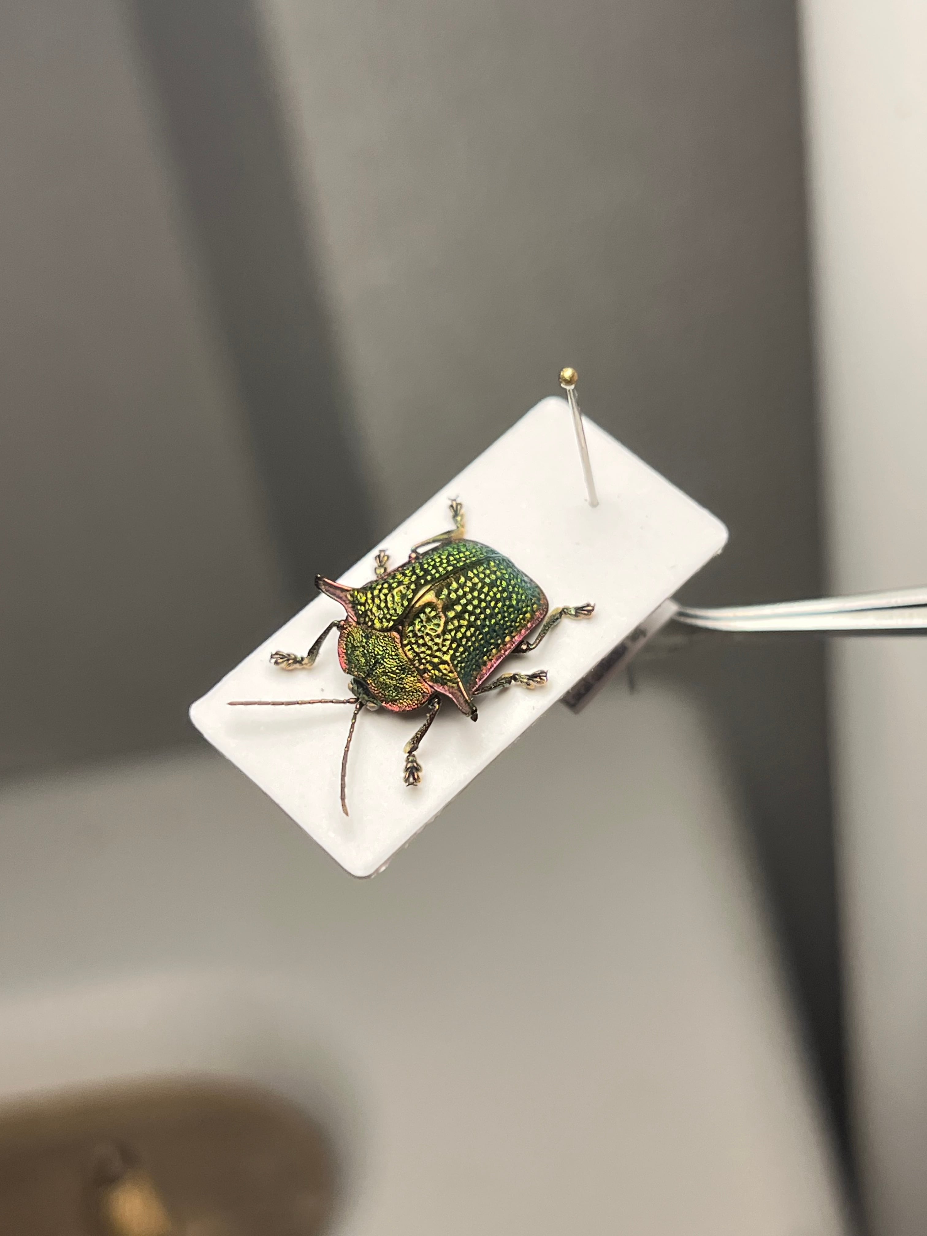 【腿太葉虫最大種】Sagra buqueti モモブトハムシプラチナコガネ標本 腿太葉虫最大種】Sagra buqueti モモブトハムシ プラチナコガネ