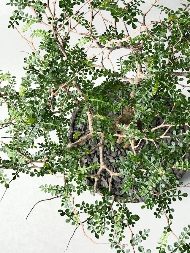 オペルクリカリア・パキプス