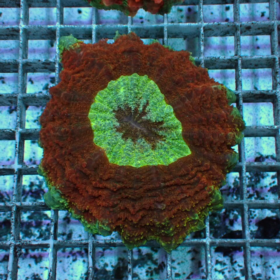 アザミハナガタサンゴ | HOUSE REEF(ハウスリーフ)サンゴ・海水魚