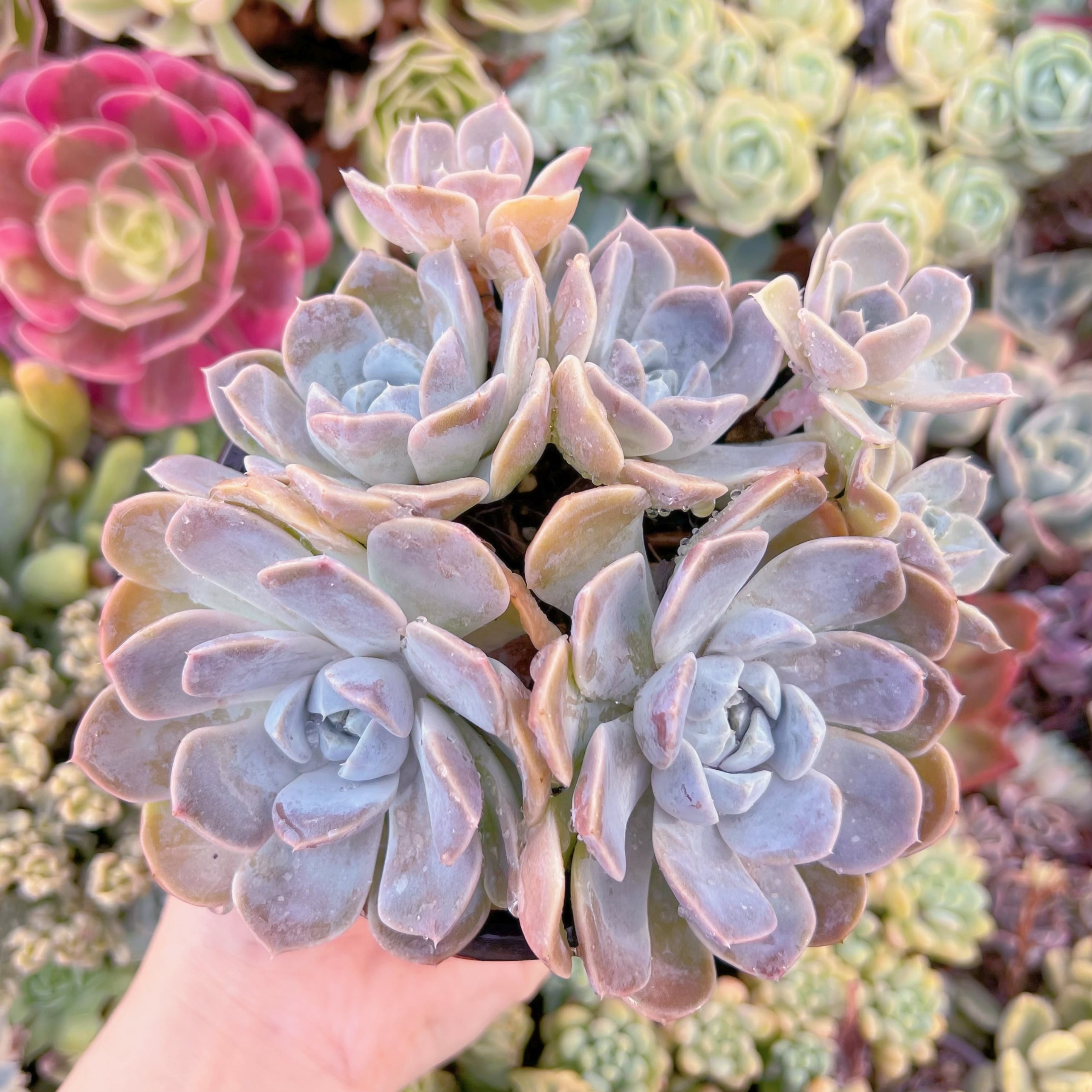 現品　Tynie Burger#794　るる農園