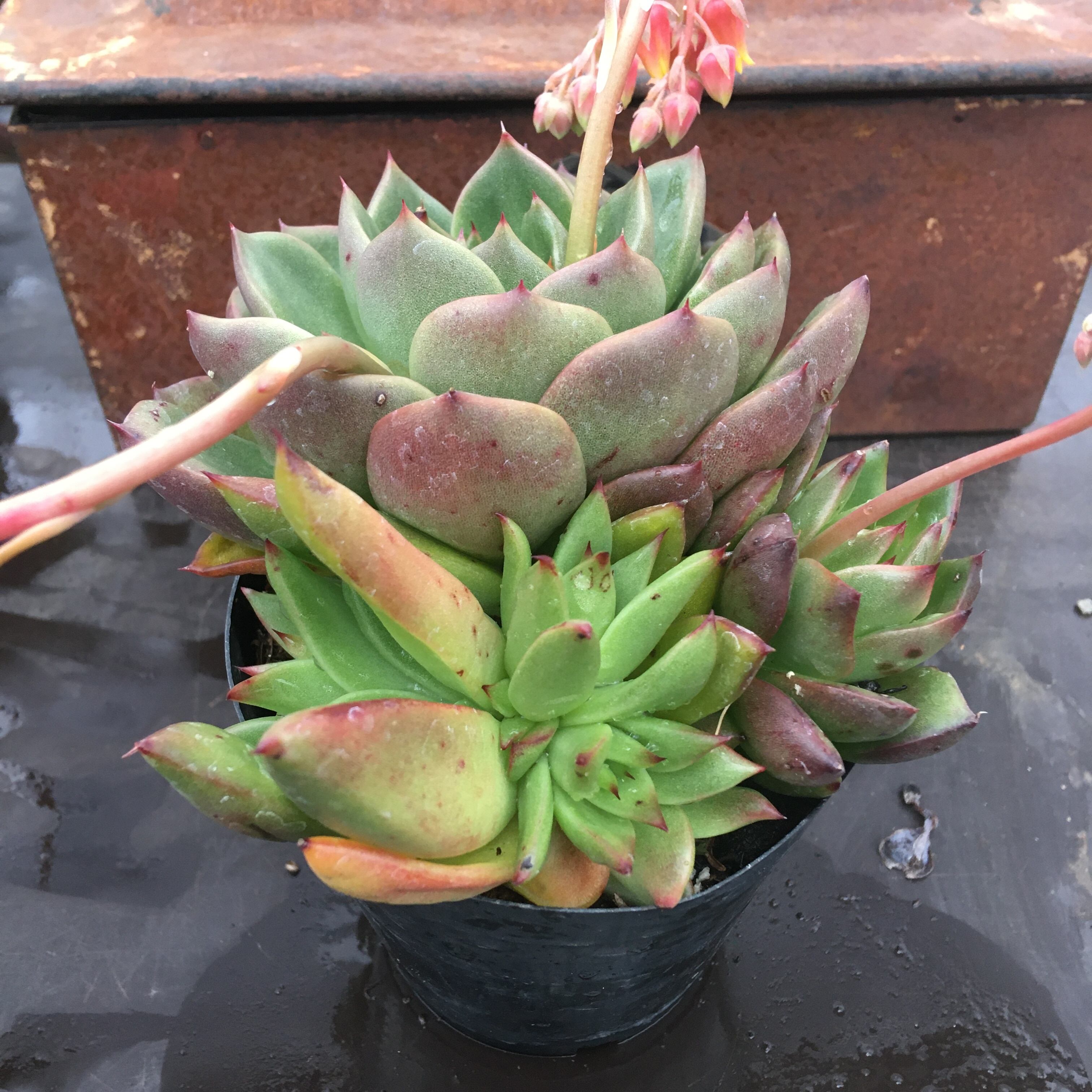 暴れ多肉 Rupo 多肉植物専門店