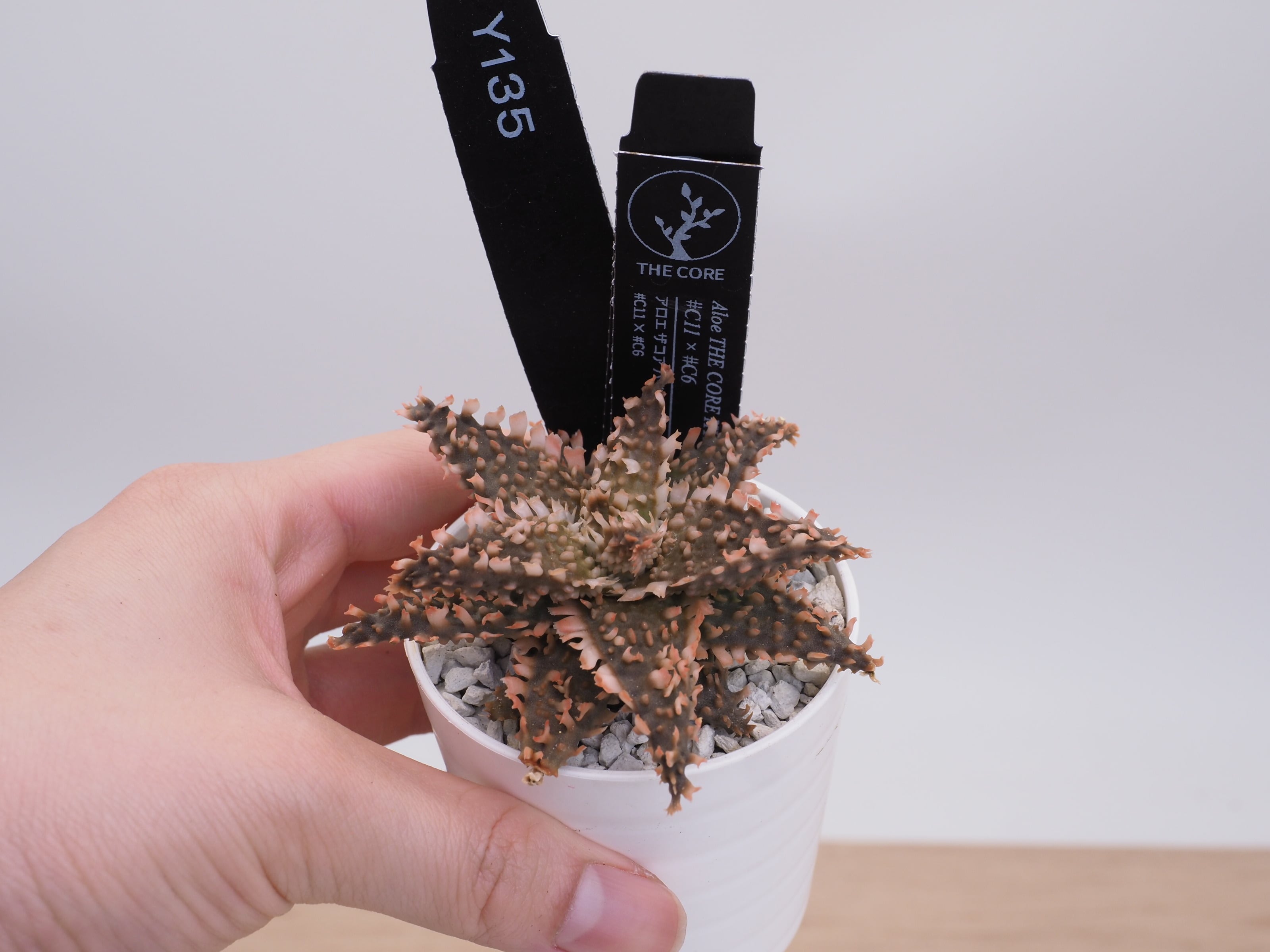 アロエ | THE CORE