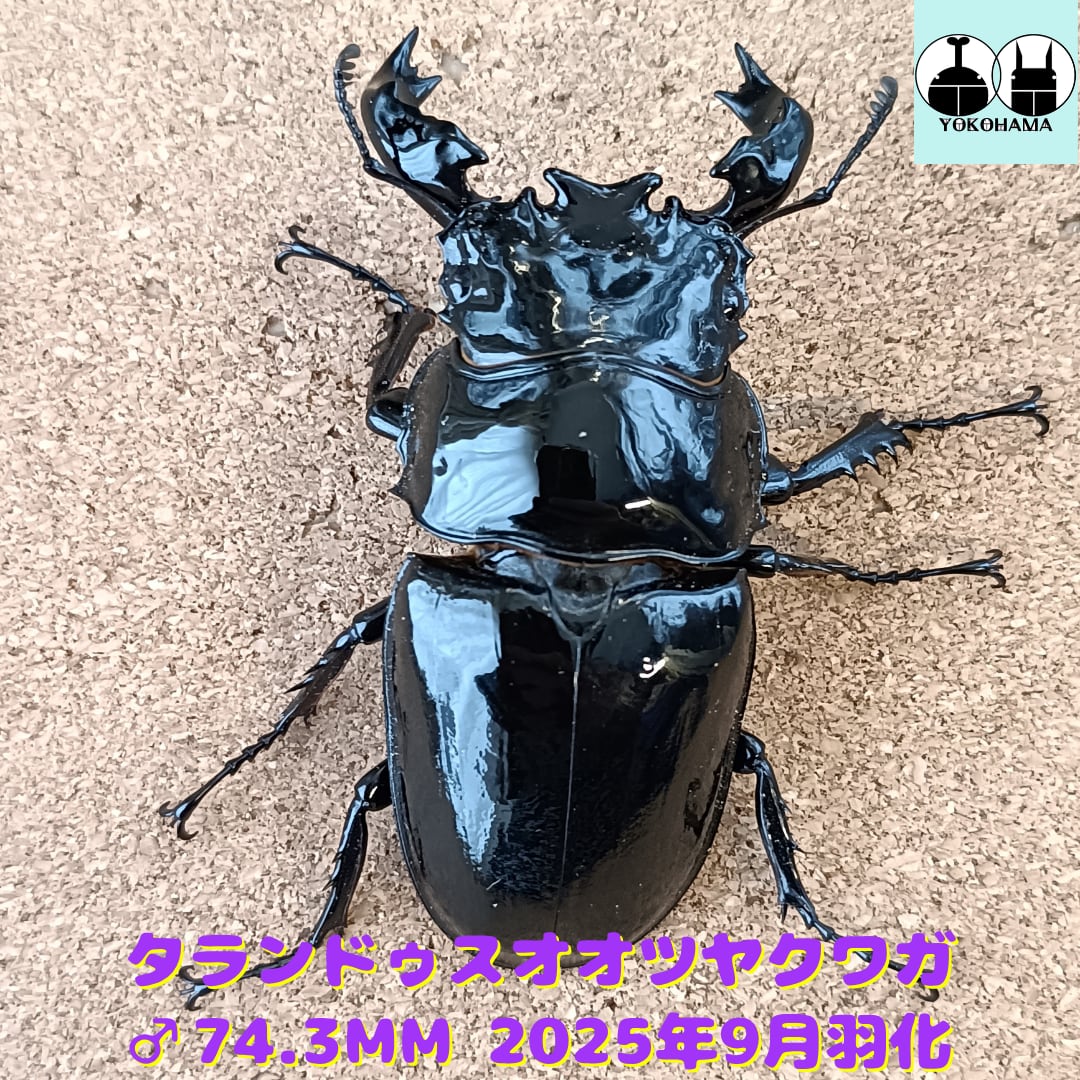 タランドゥスオオツヤクワガタ ♂ 74.3mm ♀ 52.8mm ペア | カブクワ