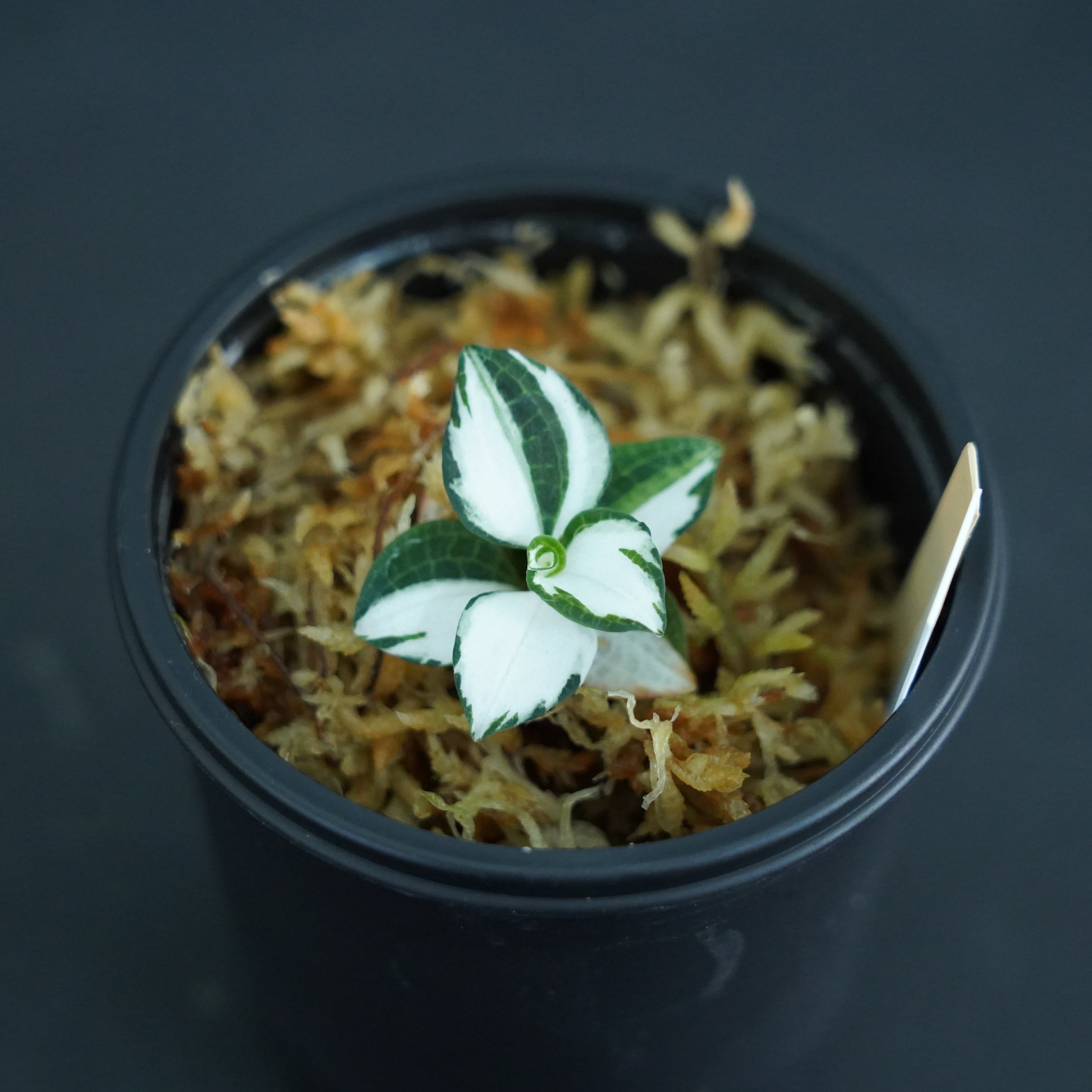 ◆現品◆ミヤマウズラ 純白【ジュエルオーキッド宝石蘭/石崎バイオ】#586