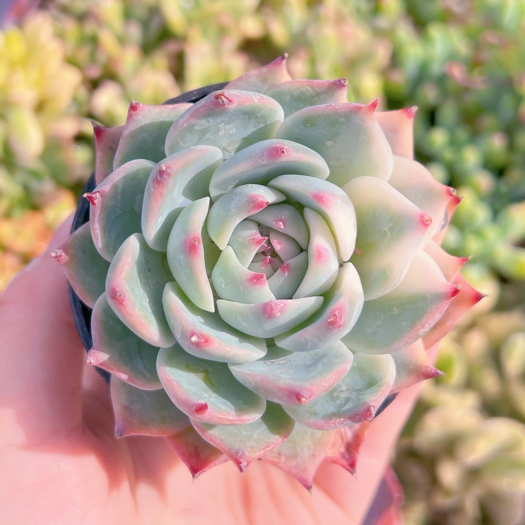 現品　チワワ錦#K102　るる農園