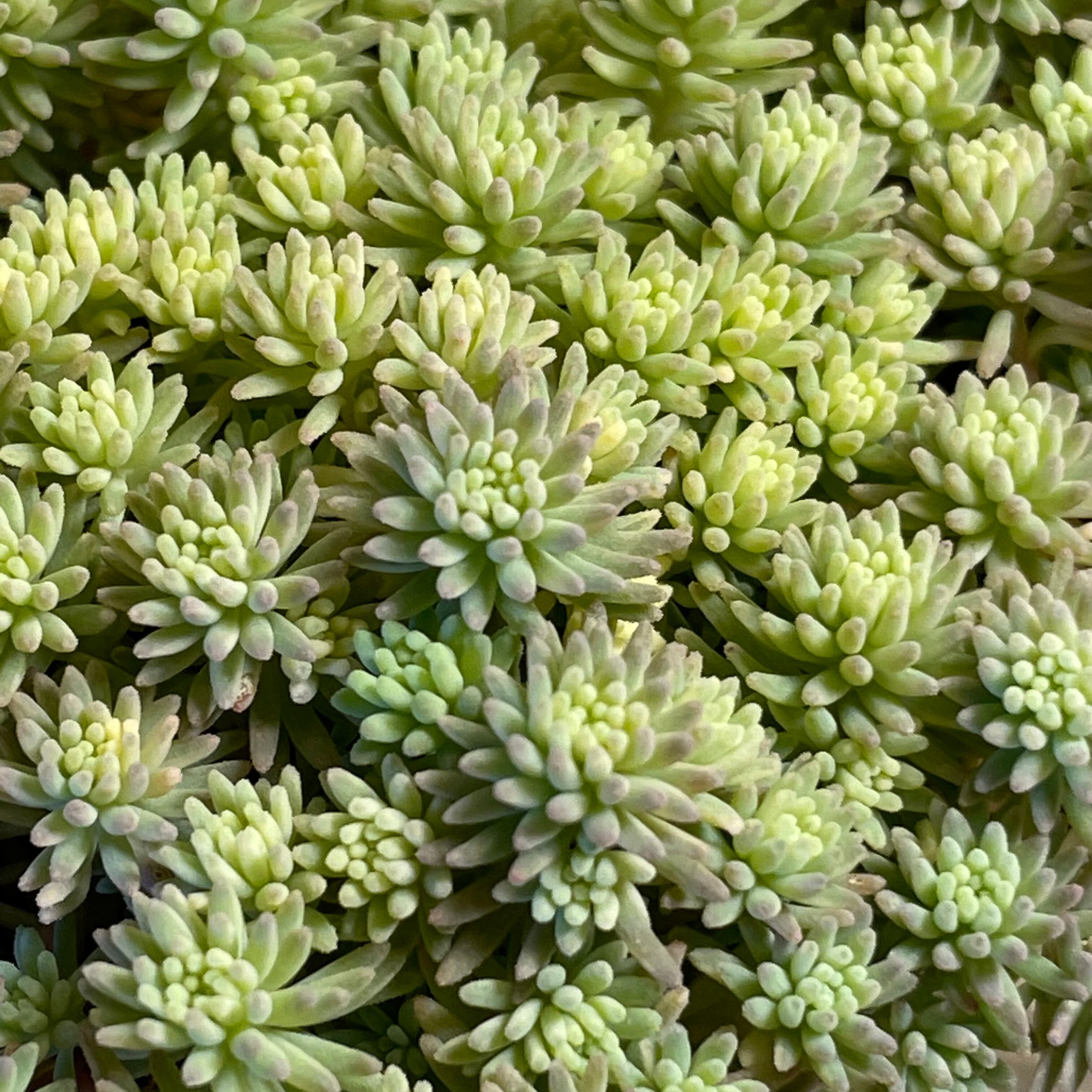 多肉植物 激レアセダム クリーム玉蛋白 5カット(カットに付き根っこ