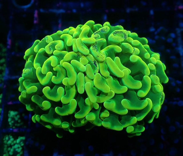 【現地買付】ParaAncora"NeonPulse" 3