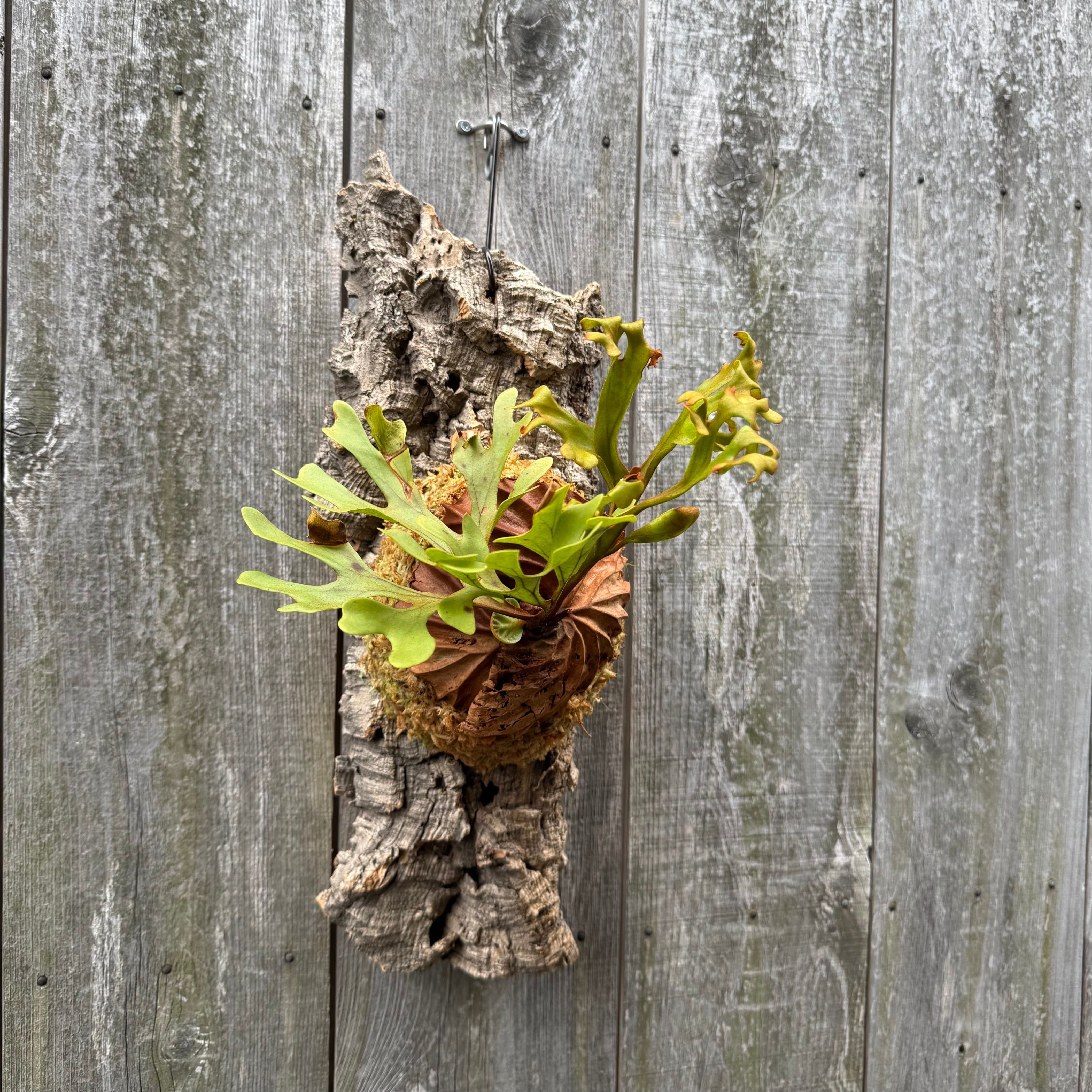 P.ridleyi wild | naturefix