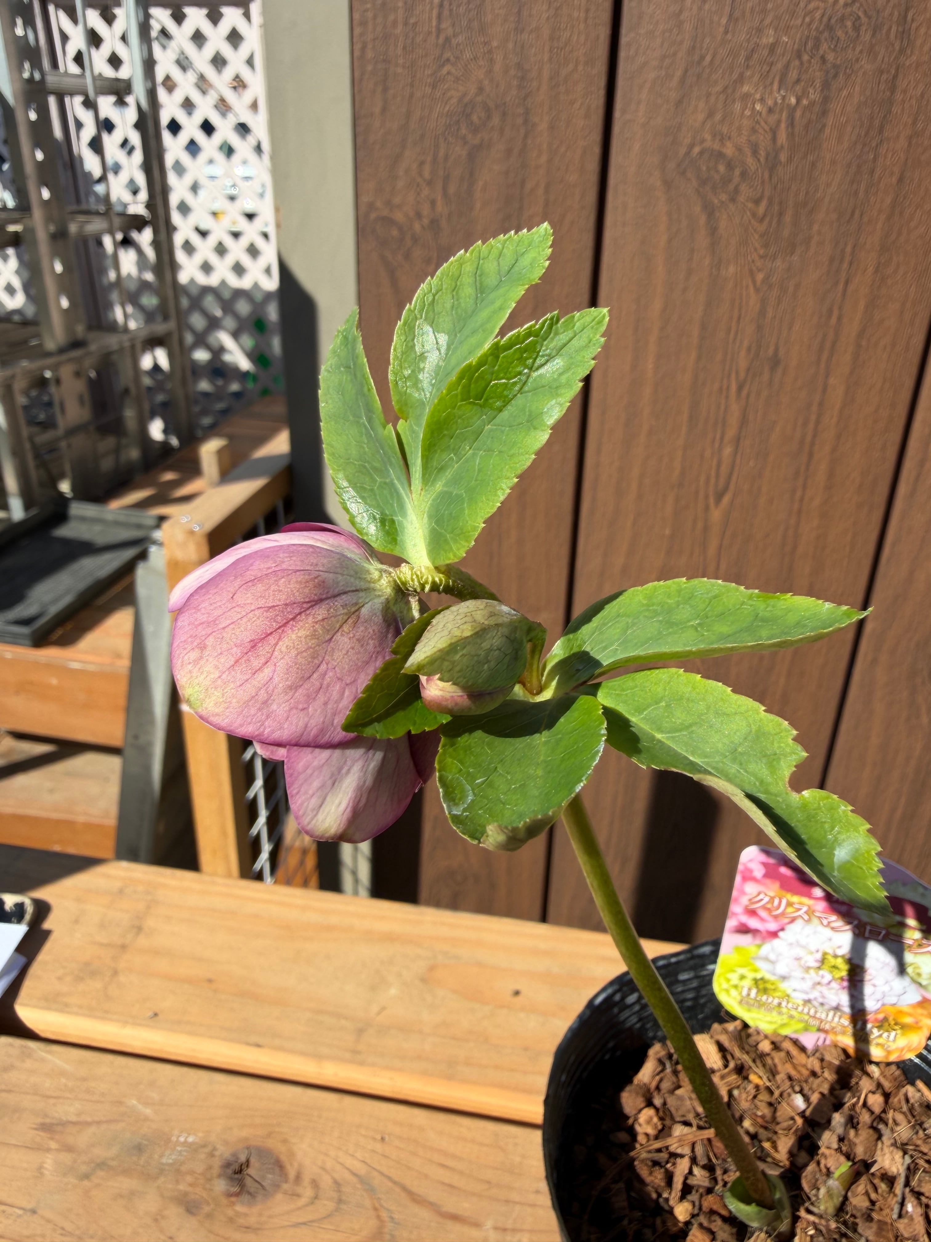 クォーターロゼット咲き超多弁 吉田園芸 クリスマスローズ【Yd01】送料