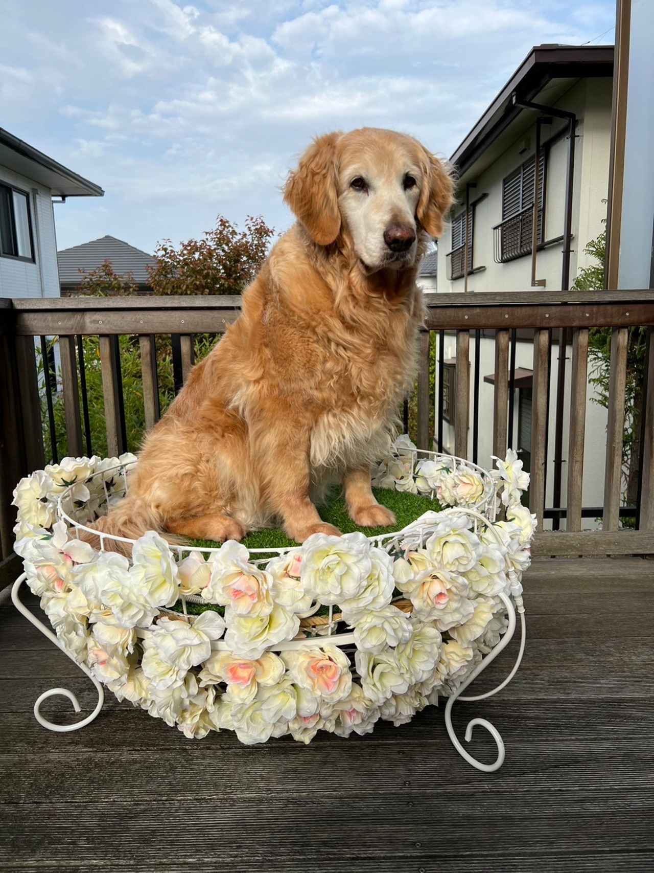 スモールワールド　フラワーステージ80