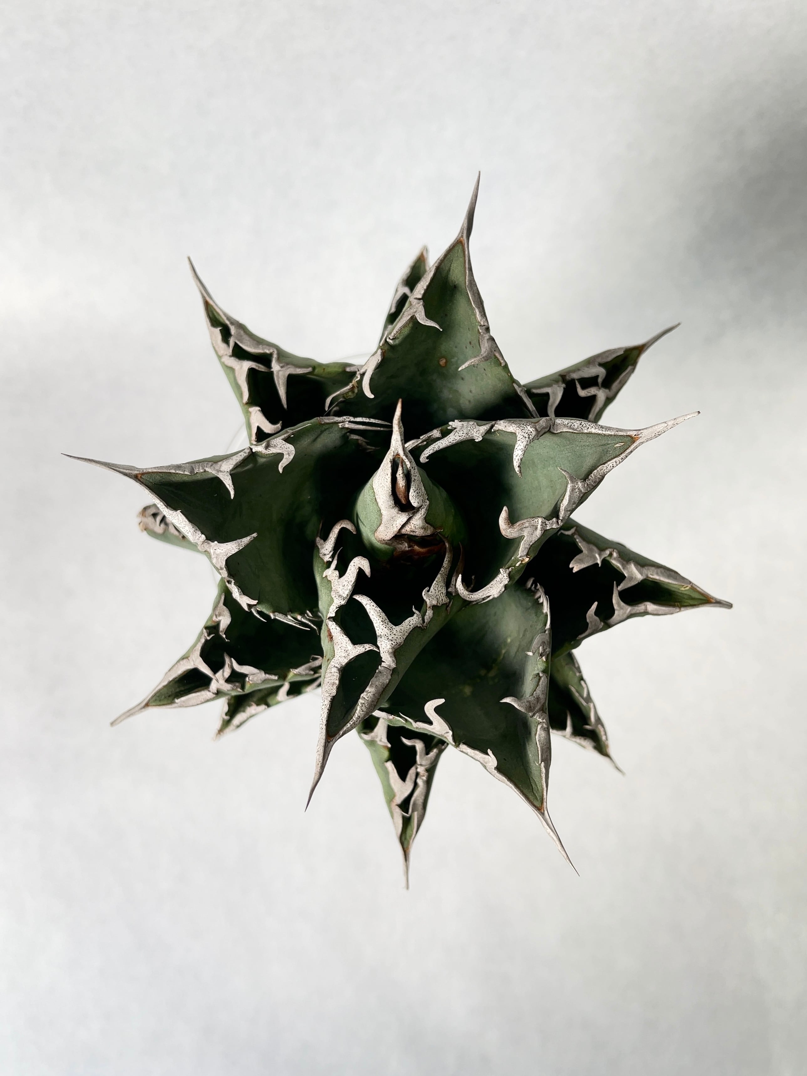 アガベ・狂刺夕映 2 | trigger