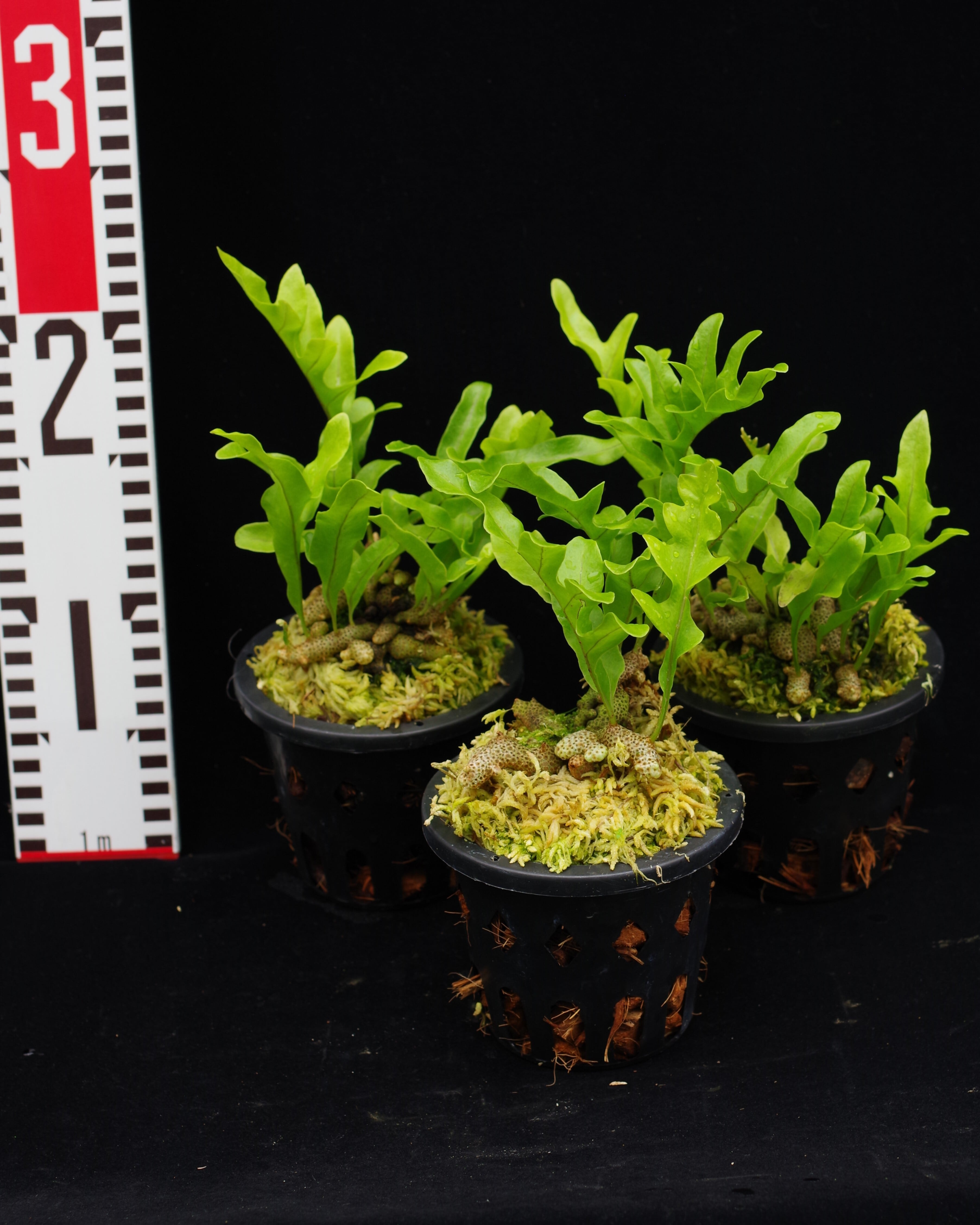 Lecanopteris lomarioides (upright form) | 伊藤蟻植物農園
