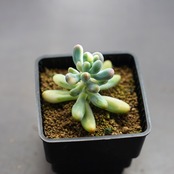 抜き苗 乙女心錦 Sedum pachyphyllum f.variegata