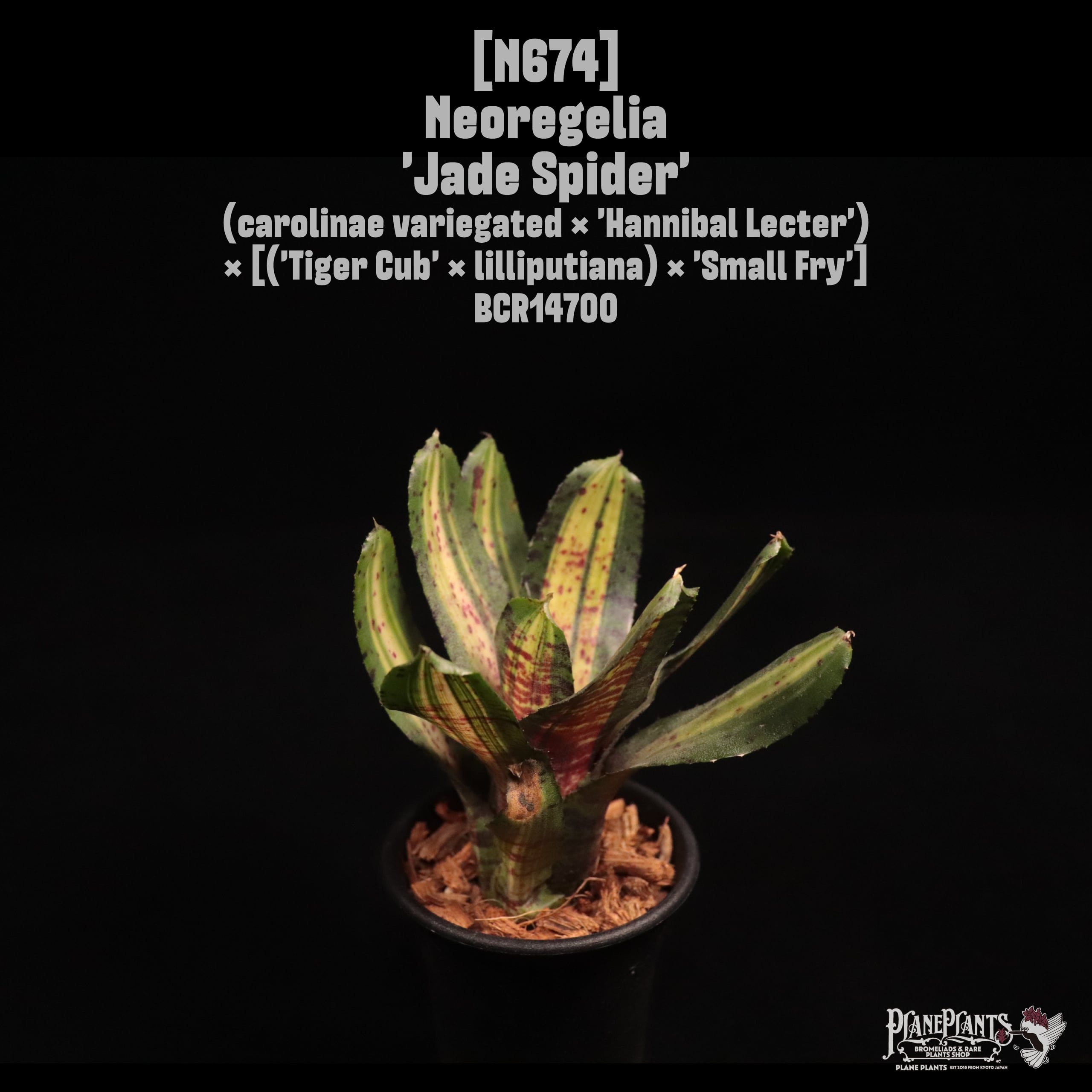 Chester Skotak Hybrid | plane plants