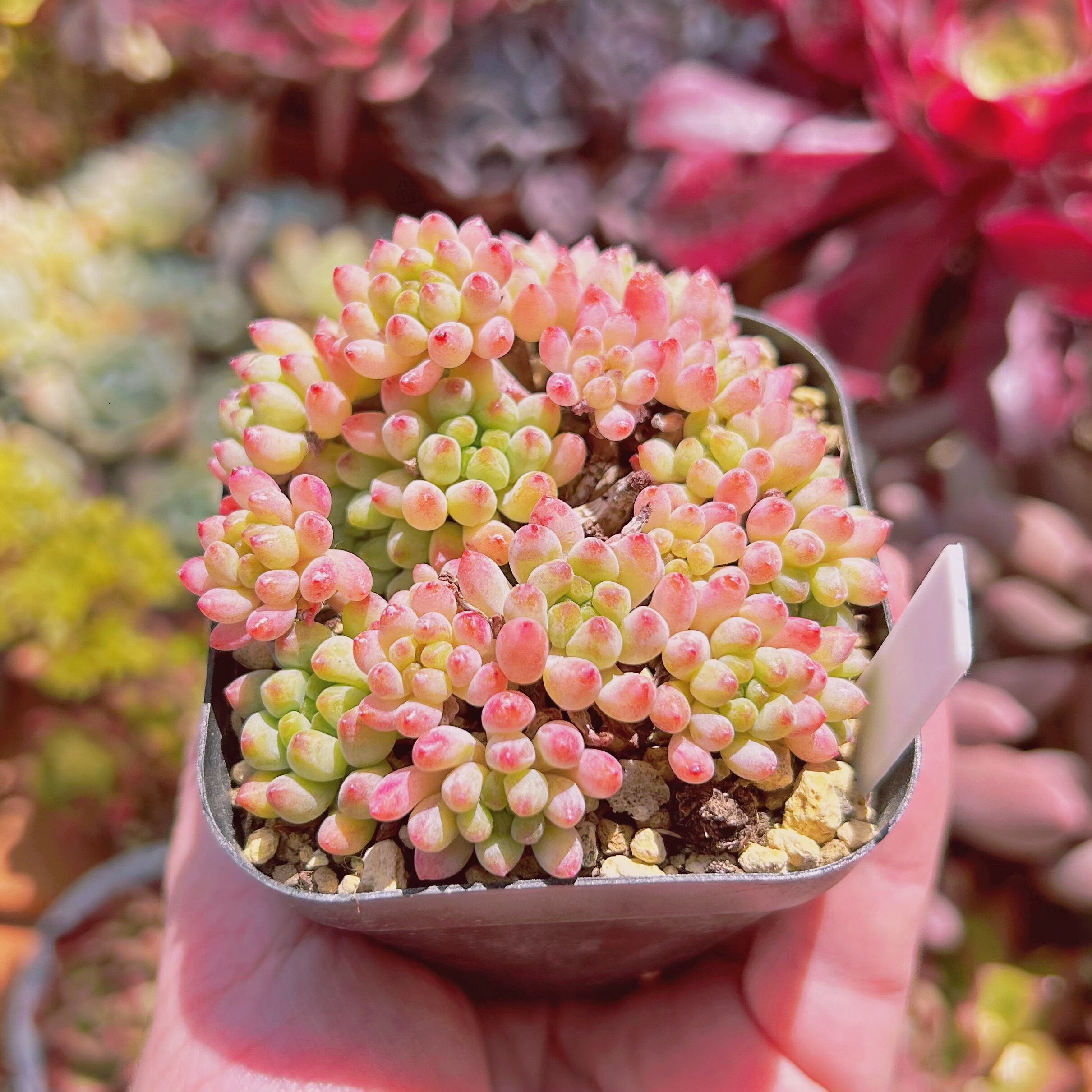 237現物 多肉植物 花火 抜き苗 | るる農園~多肉植物専門