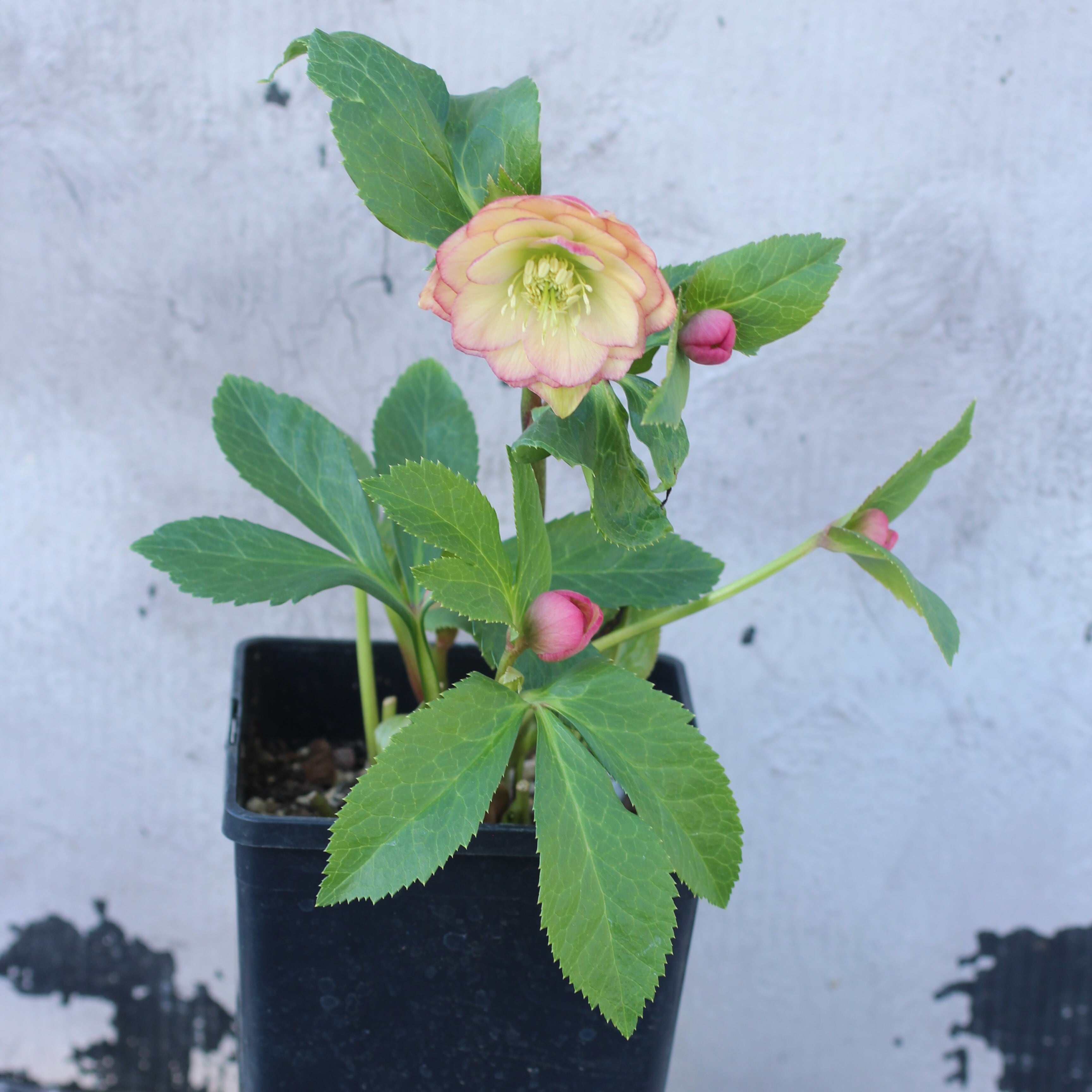 ウィンターローズ 2Fの増量 1点 WS26-032 クリスマスローズ ウィンターシンフォニー グリーンダブル