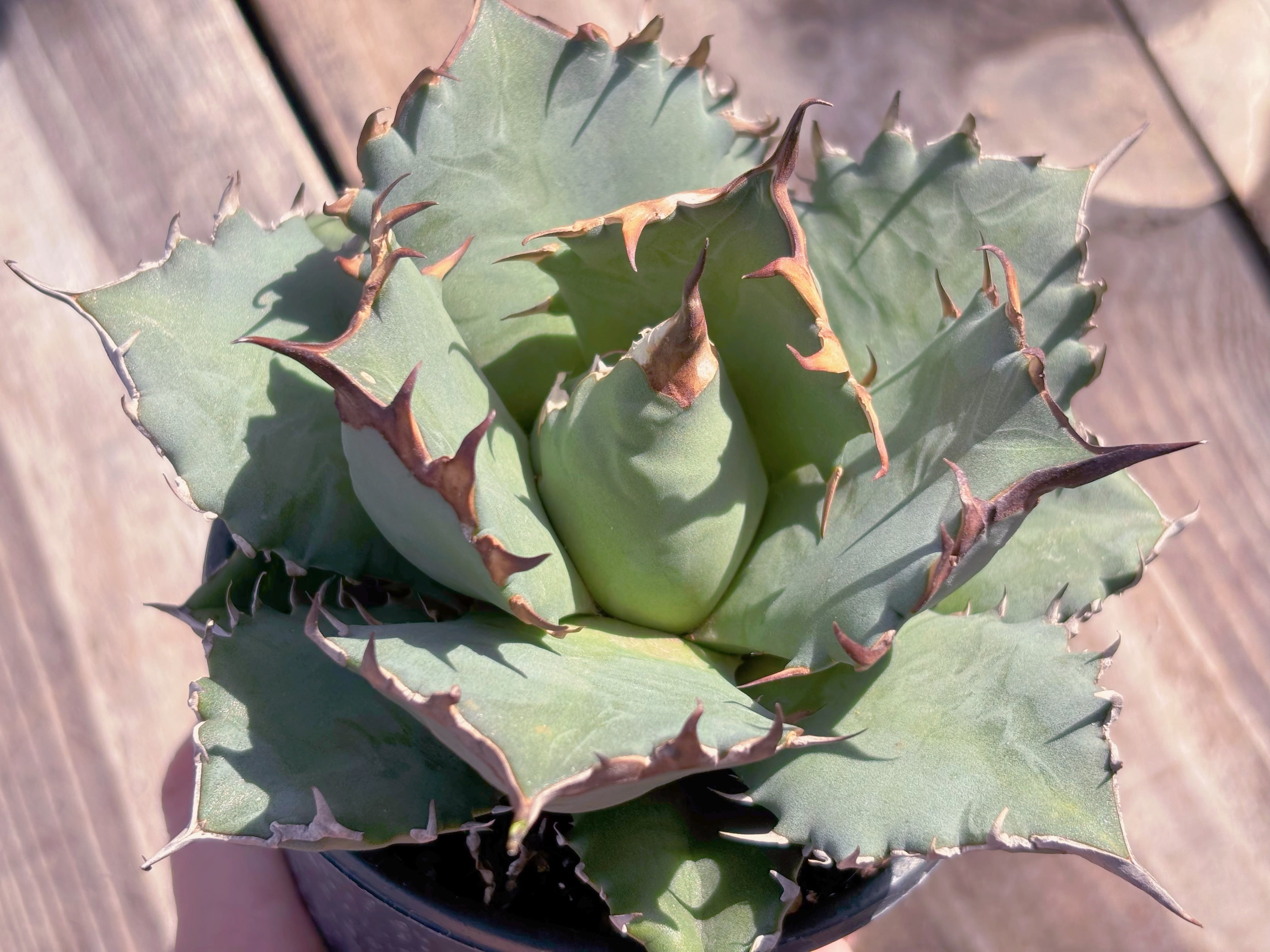 現品　アガベ　姫仁王冠#M008　新入荷　るる農園