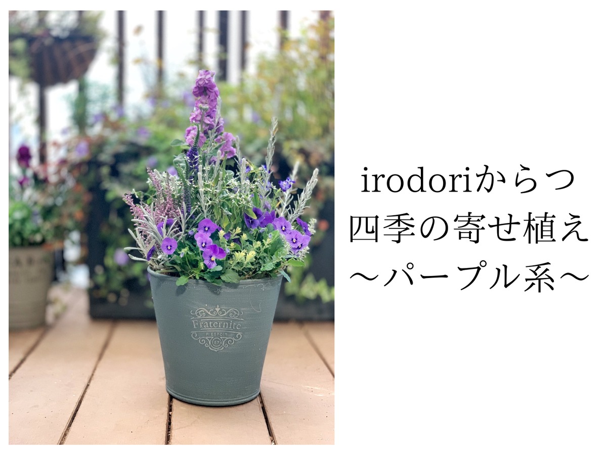 irodori からつ 四季の寄せ植え〜パープル系（中サイズ）〜※お花の種類