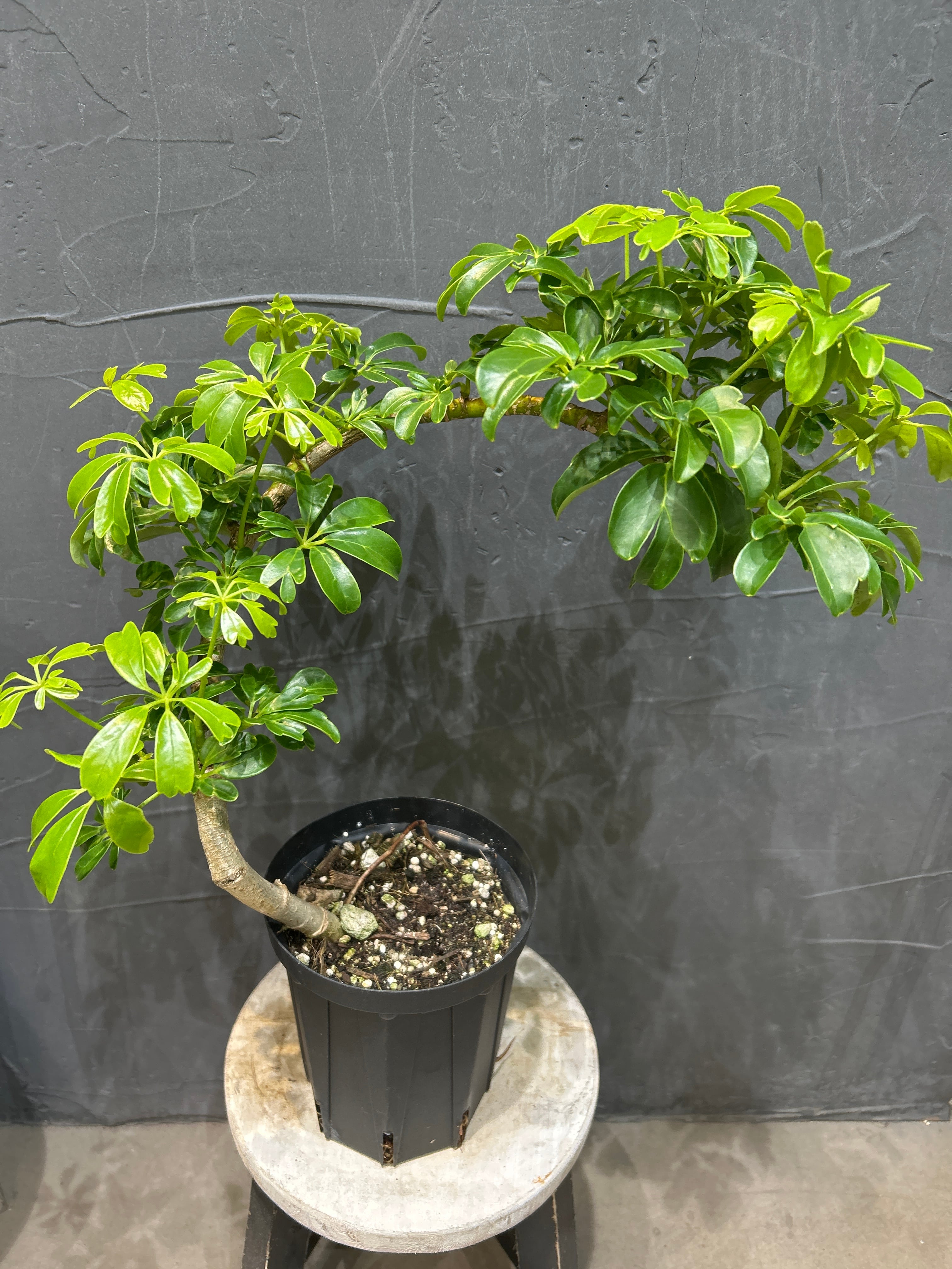 観葉植物 | MIDORIYA 観葉植物専門店