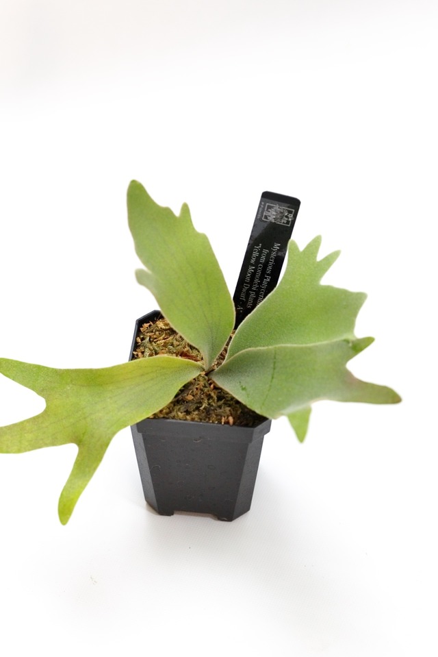 Mysterious platycerium