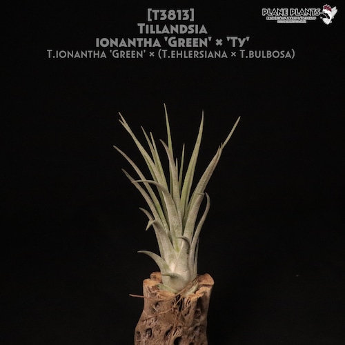 【reserved】ionantha 'Green' × 'Ty'〔エアプランツ〕現品発送T3813