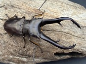 《インペラトールホソアカクワガタ 74.5mm ♂単》