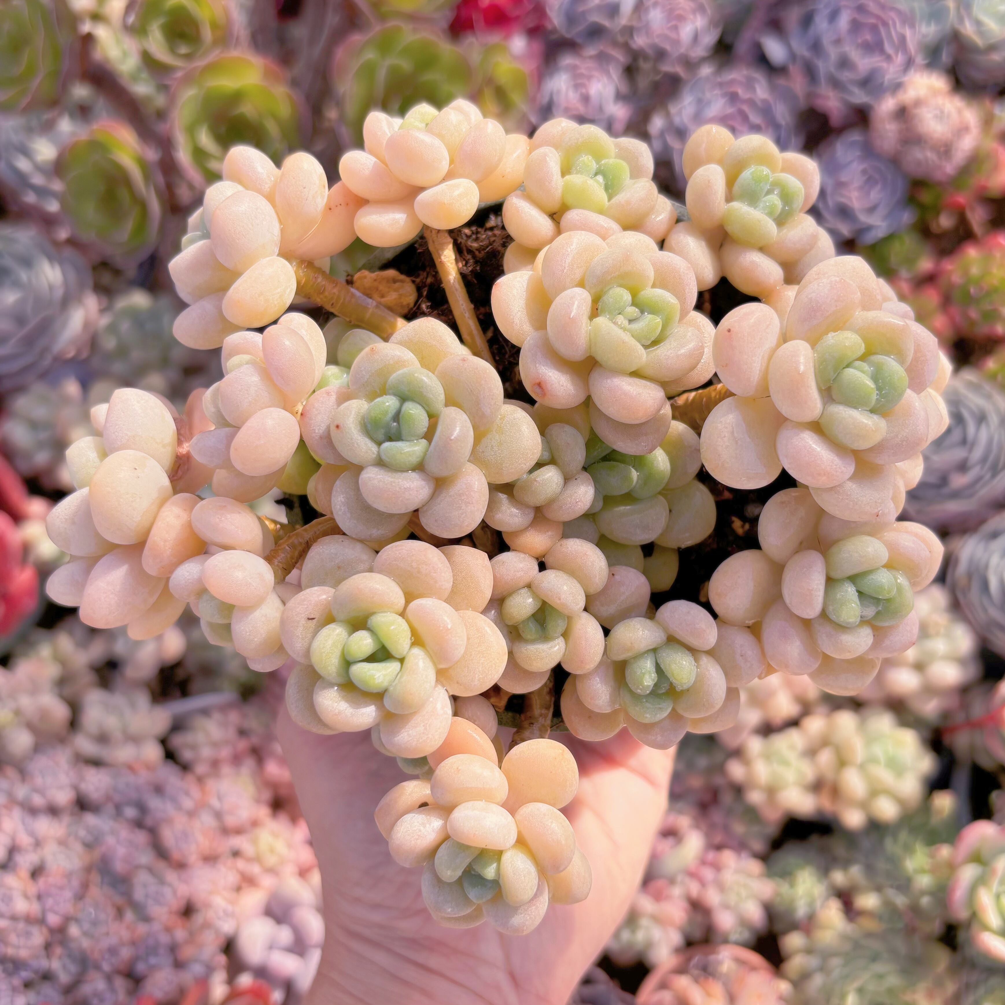 現品　ミルクキャンディ#A73　新入荷　るる農園