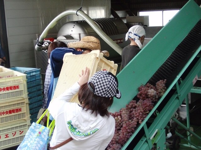 6本セット【3回目以降】山梨クラフトワインオーナー〈収穫体験＆試食・ワイナリー見学＆試飲〉