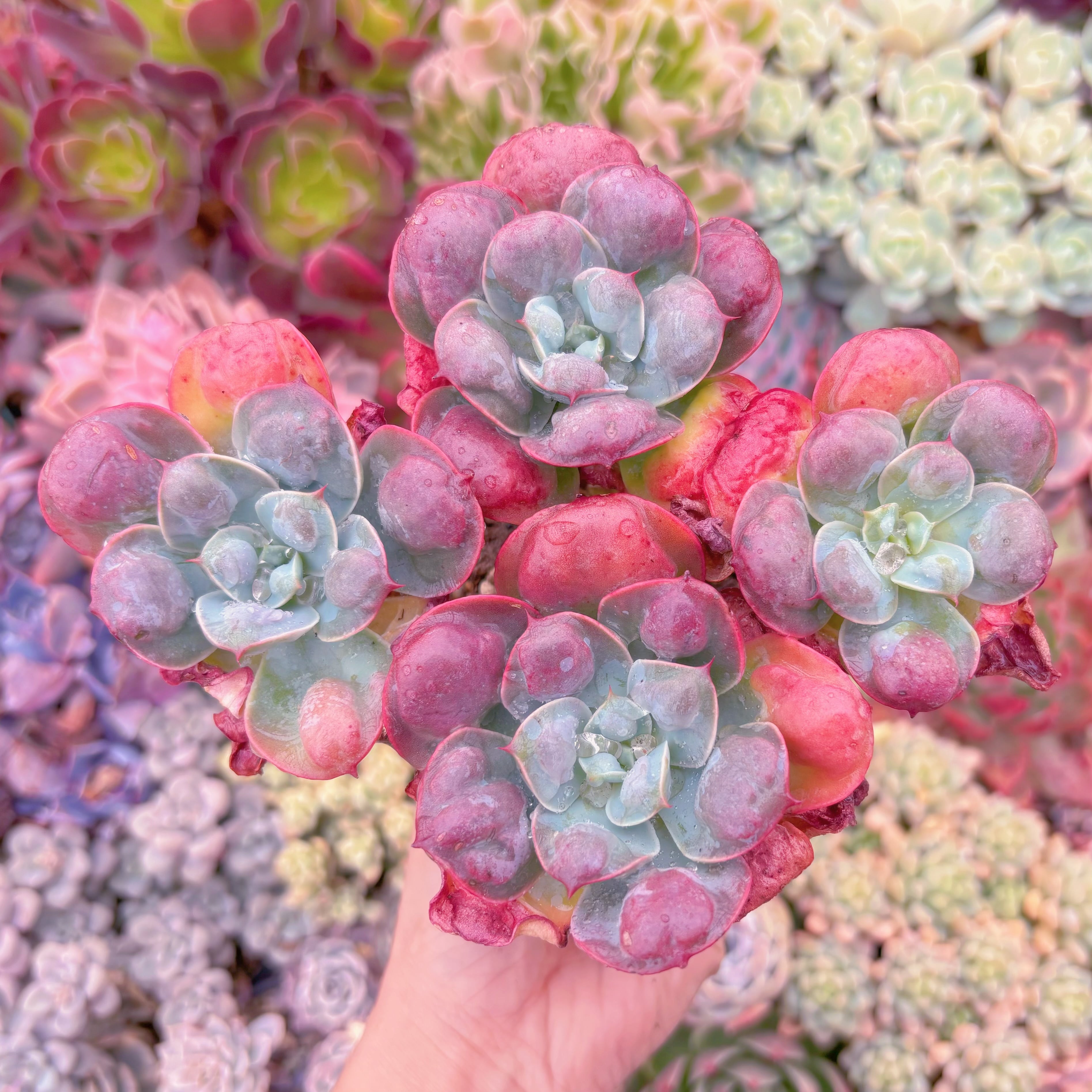 現品　ビヨンセ#565　大群生　るる農園