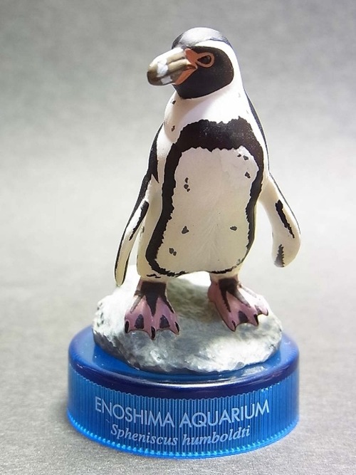 新江ノ島水族館への誘い2　10.フンボルトペンギン
