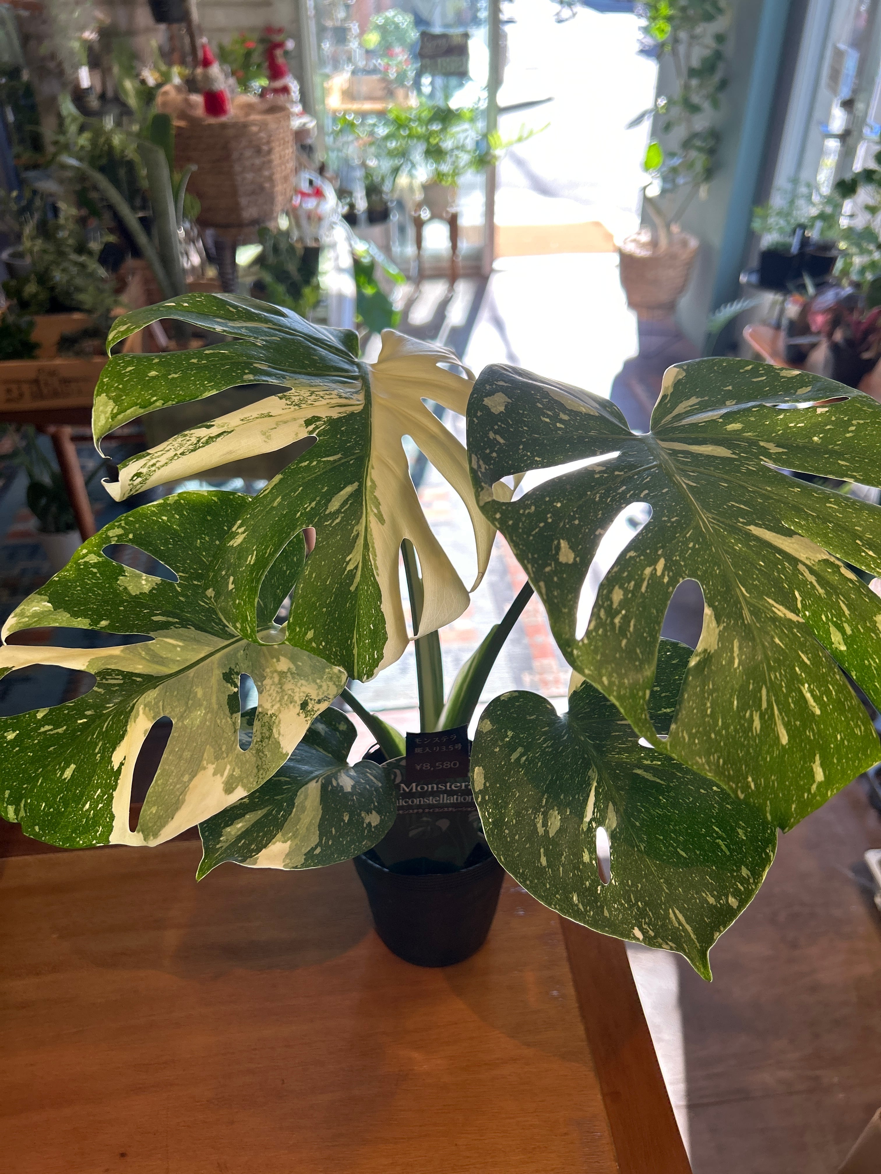極上　モンステラ　アルボ　コンパクタ　斑入り モンステラ 斑入り3.5号 | 植物との暮らし apricot