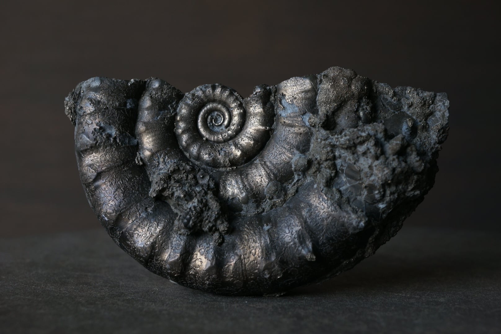 イギリス産黄鉄鉱化アンモナイト Pyritized Ammonite 1895 | 叙景 jokei