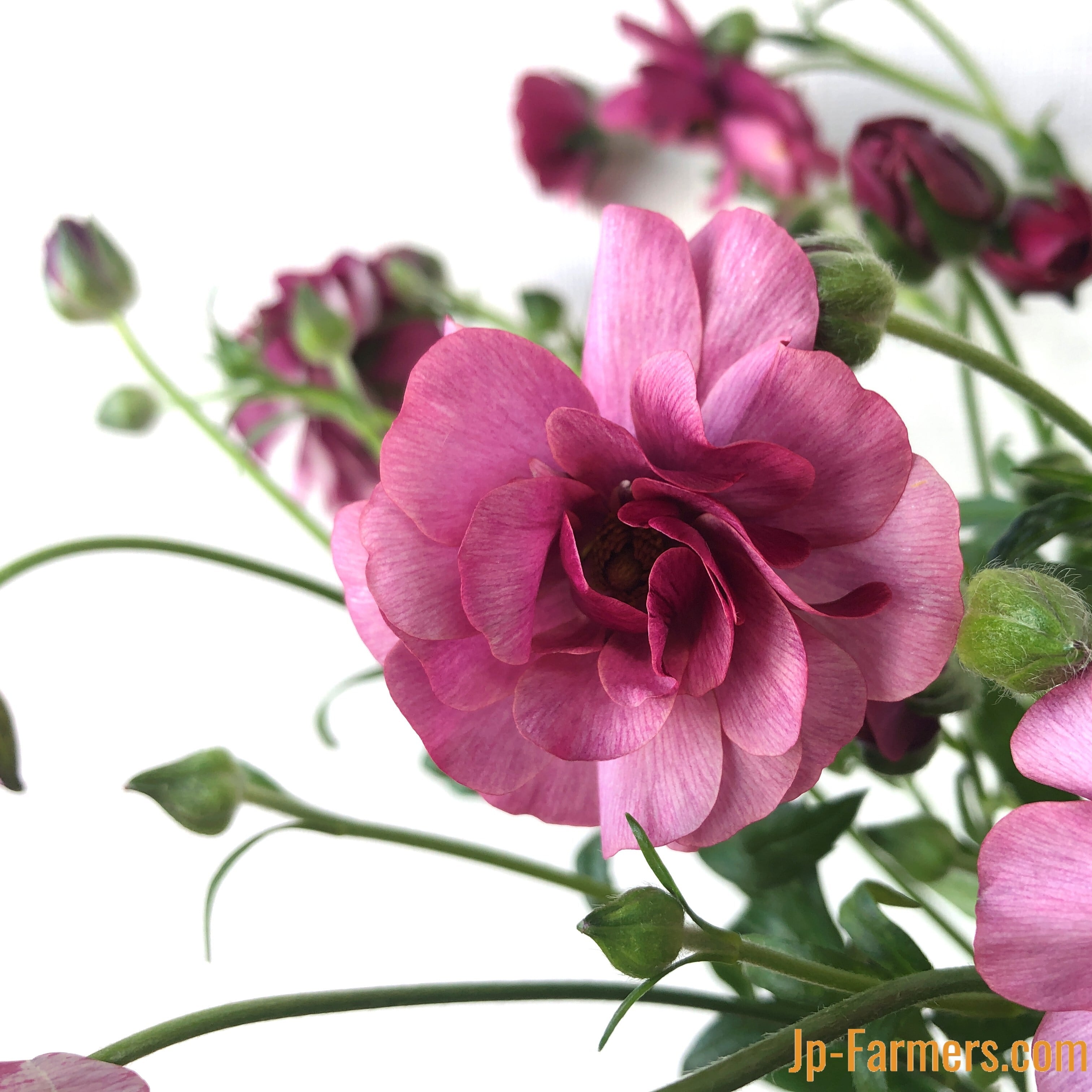 ラナンキュラス『ラックス ティーバ』10本 | 新鮮お花問屋 Jp-Farmers.com