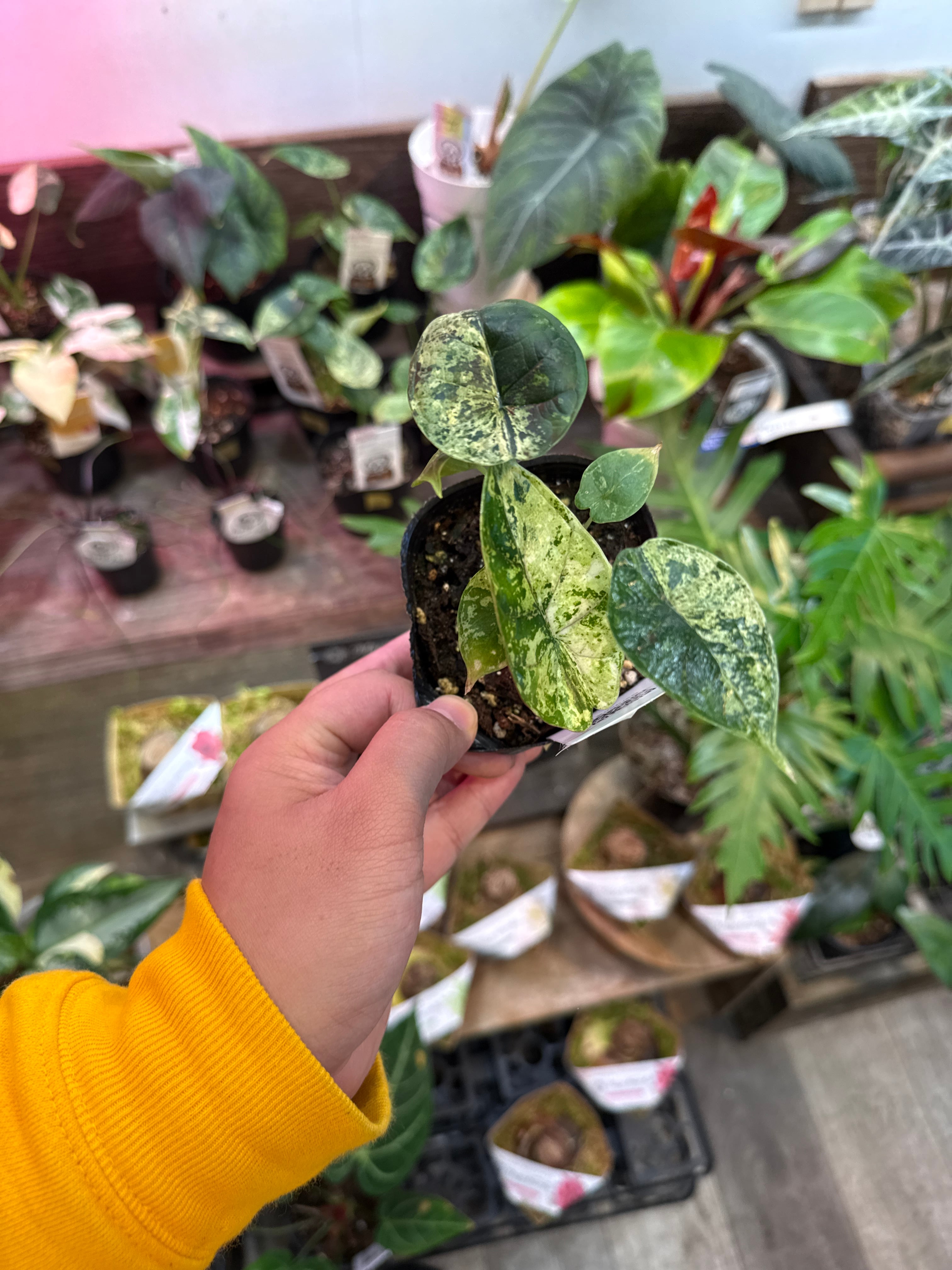 ①アロカシア ドラゴンスケールミント斑入り | Gardenえん 【観葉熱帯