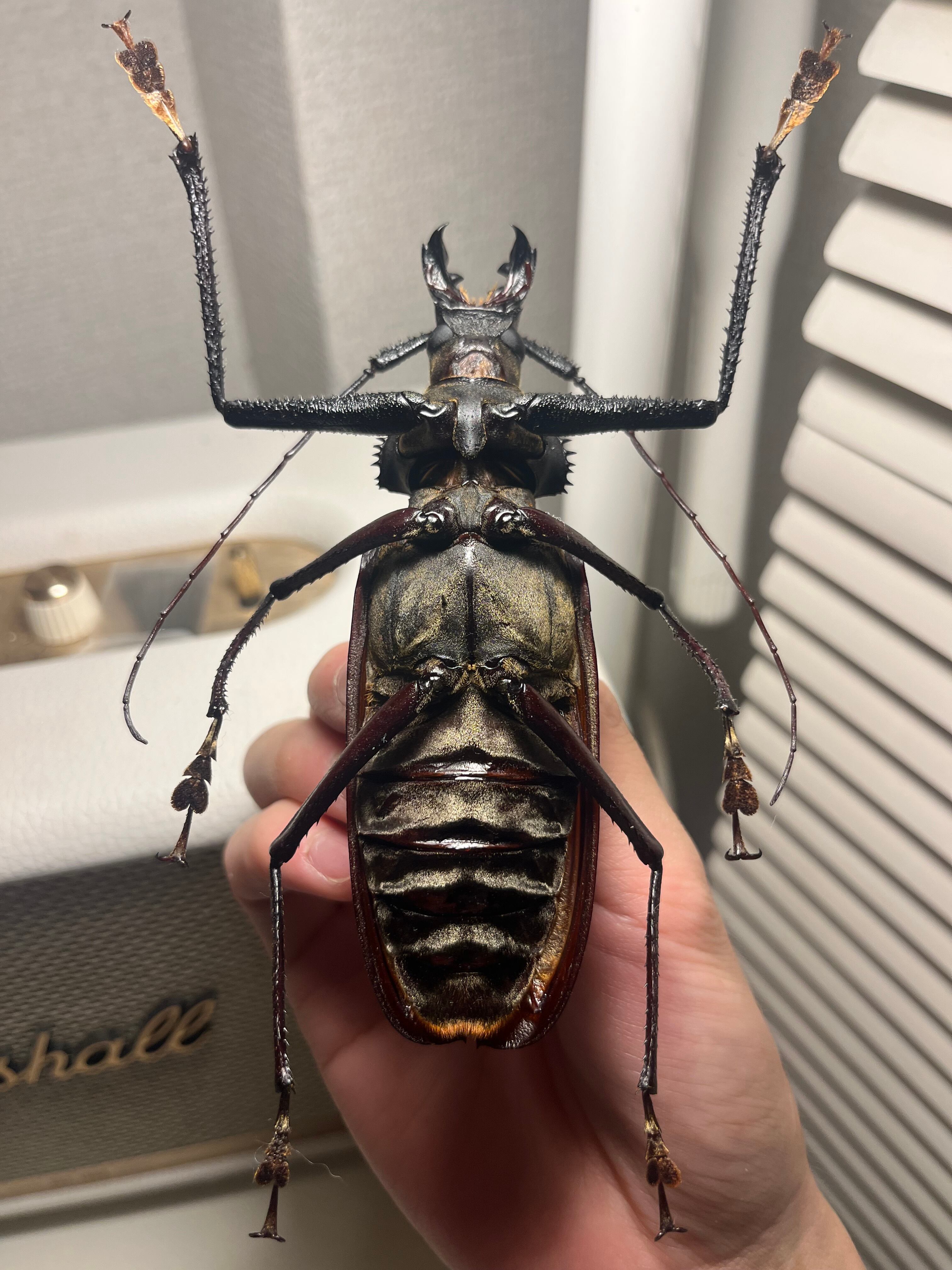 125mm♂】スジバネトゲフチオオウスバカミキリ ブルウスバカミキリ