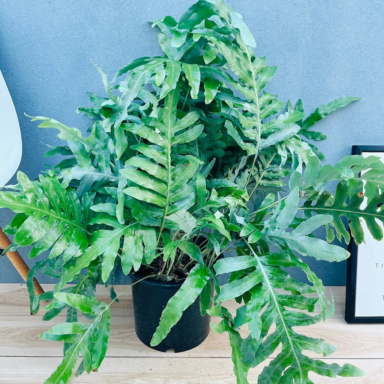 現品］G シェフレラ ホンコンカポック 曲がり 7号 観葉植物 室内 大型