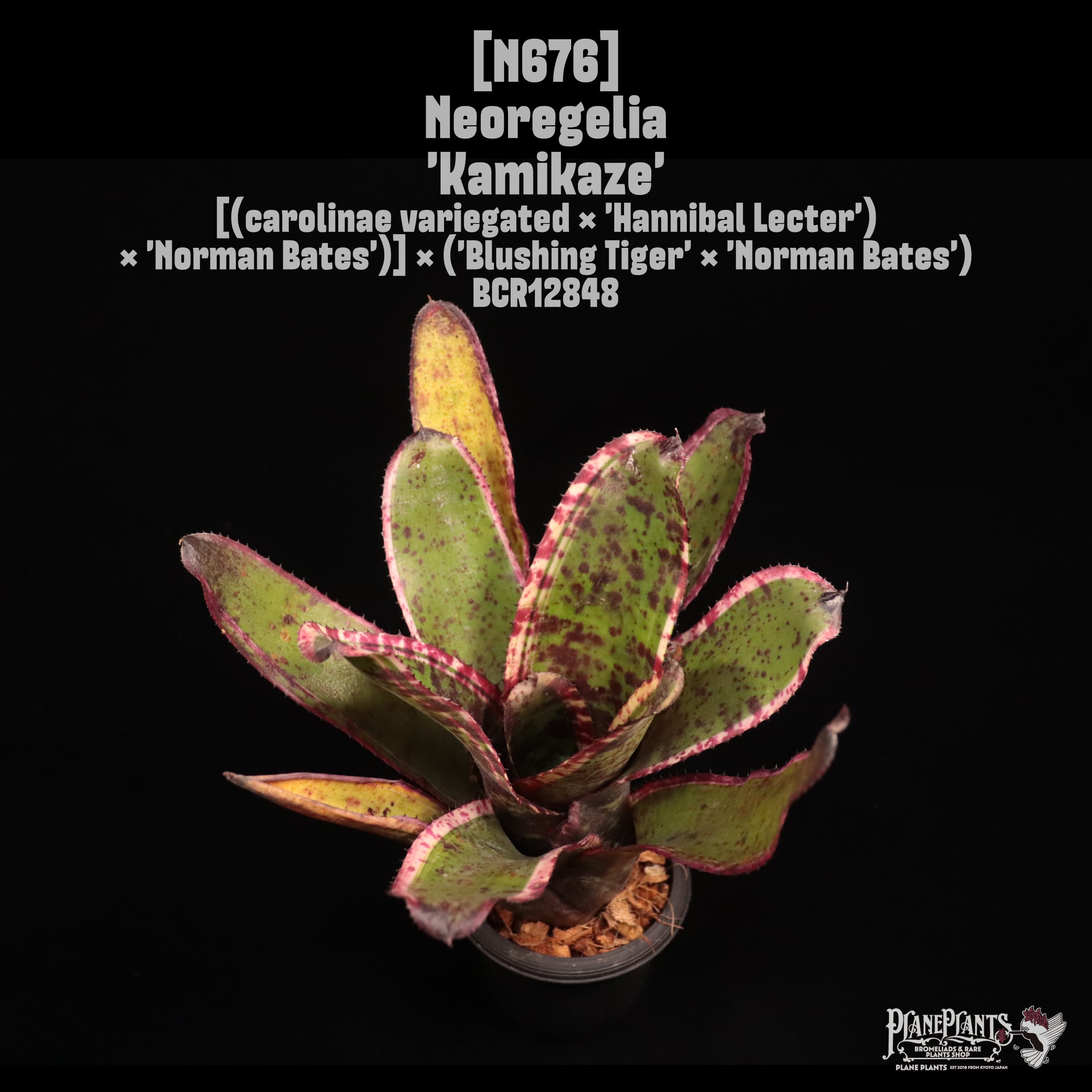 Neoregelia 'Kamikaze'〔ネオレゲリア〕N676