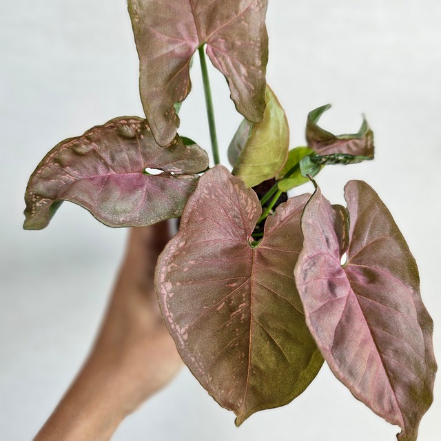 《シンゴニウム ピンク モザイク》Syngonium Pink Mosaic 観葉植物  ポット発送