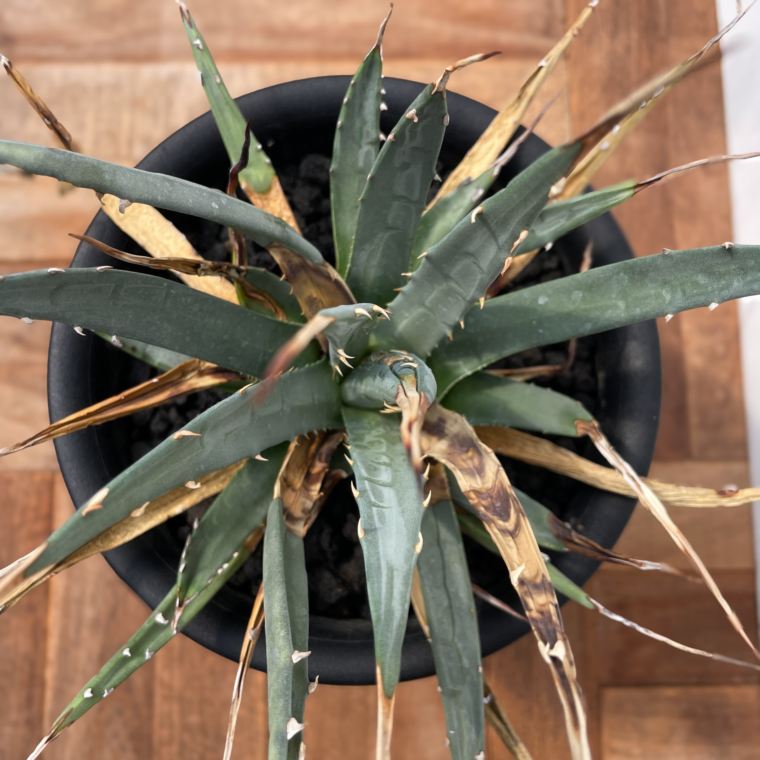 Agave utahensis var. eborispina 【アガベ・ユタエンシス