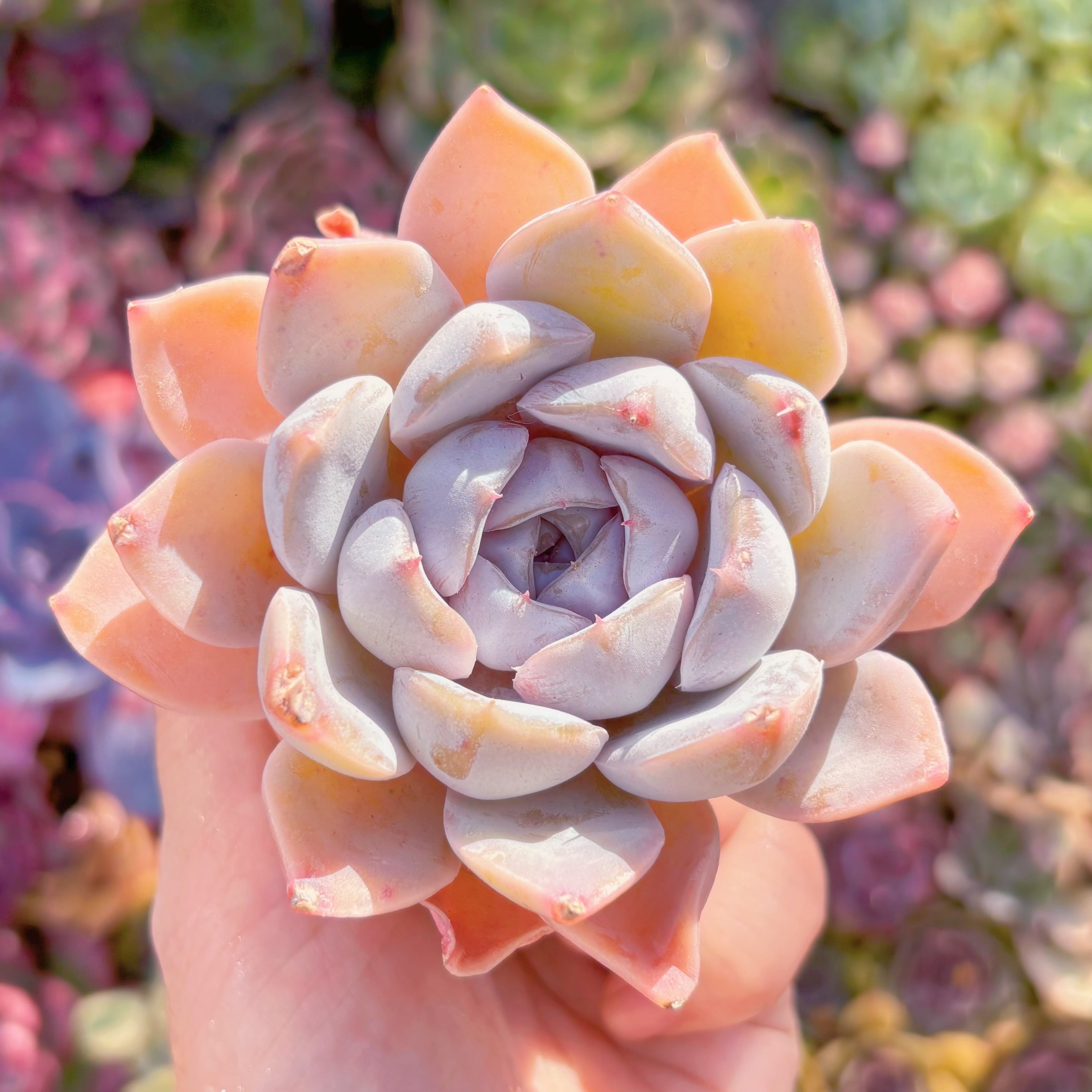 多肉植物　雪兎　新入荷　るる農園