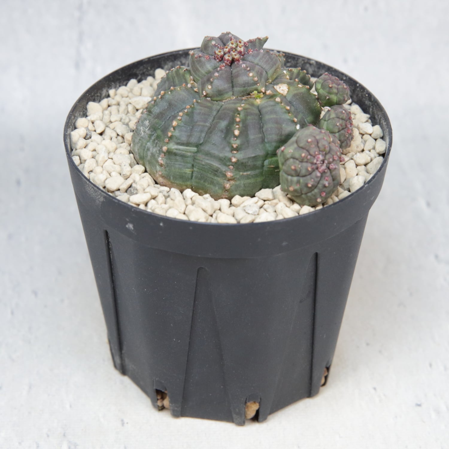 超扁平 仔吹き モンスト 捻じれ マイクロ オベサ / ユーフォルビア