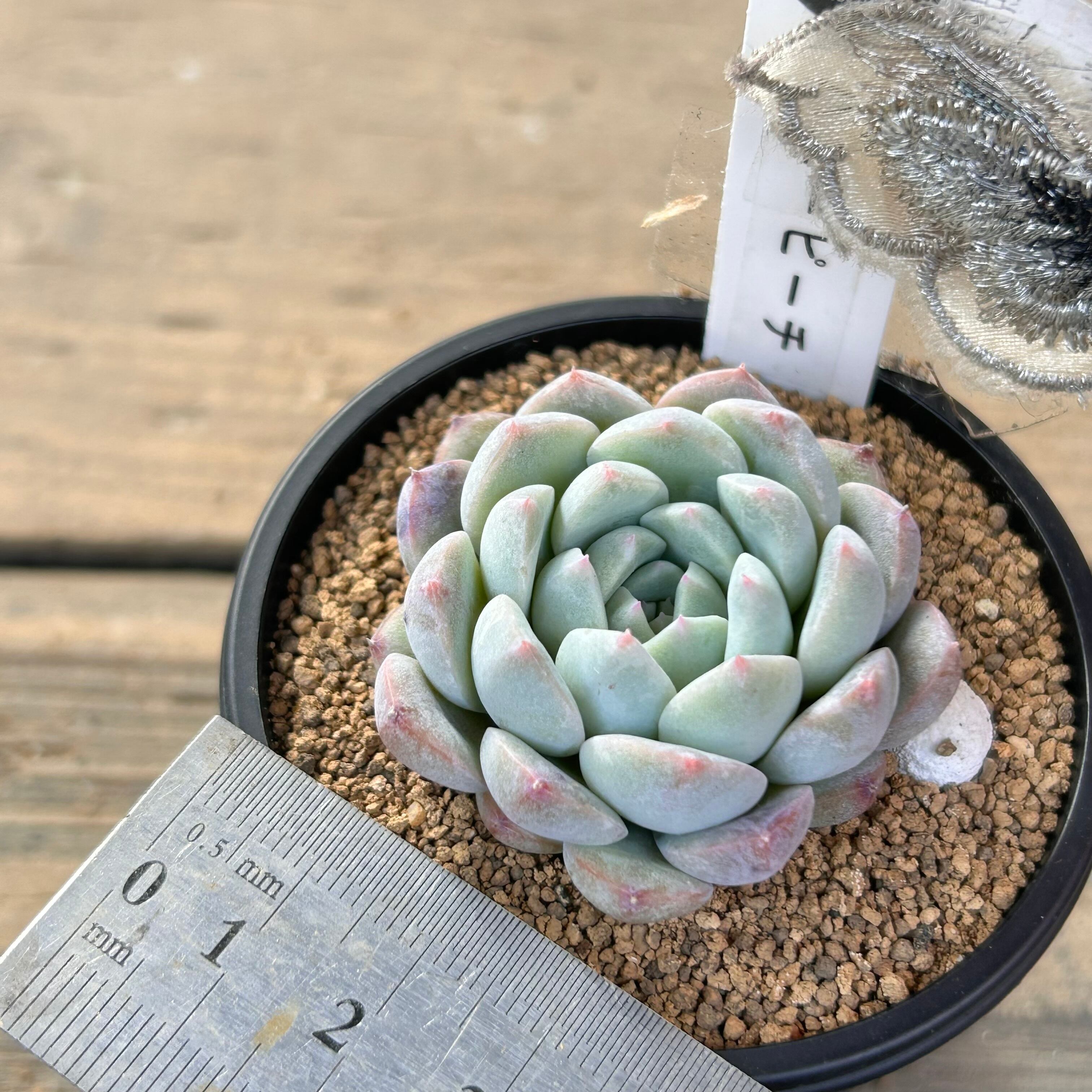 多肉植物 ハニーワォーターピーチ 10cm鉢 多肉植物 エケベリア ピーチ